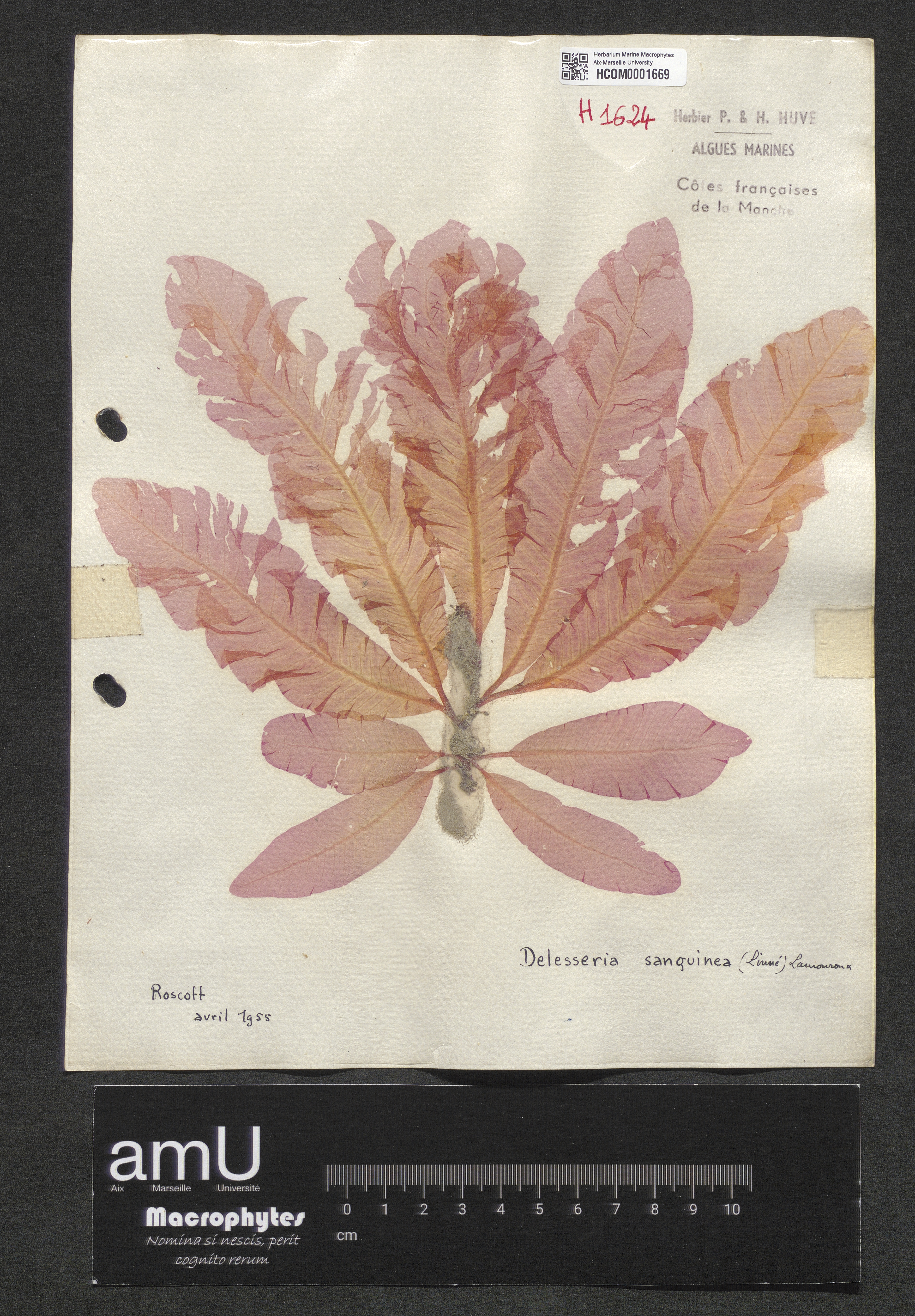 Delesseria sanguinea specimen