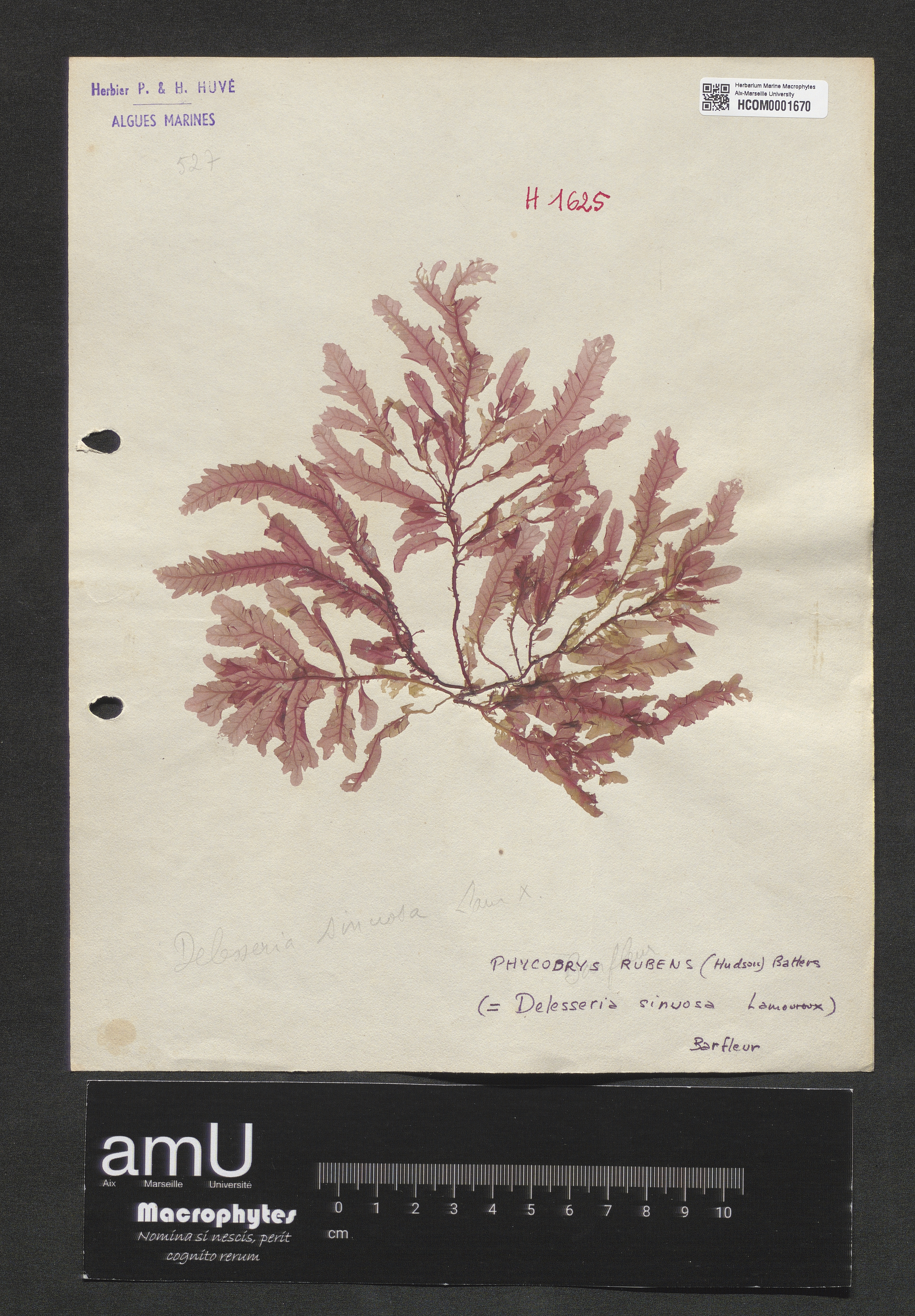 Delesseria sinuosa specimen