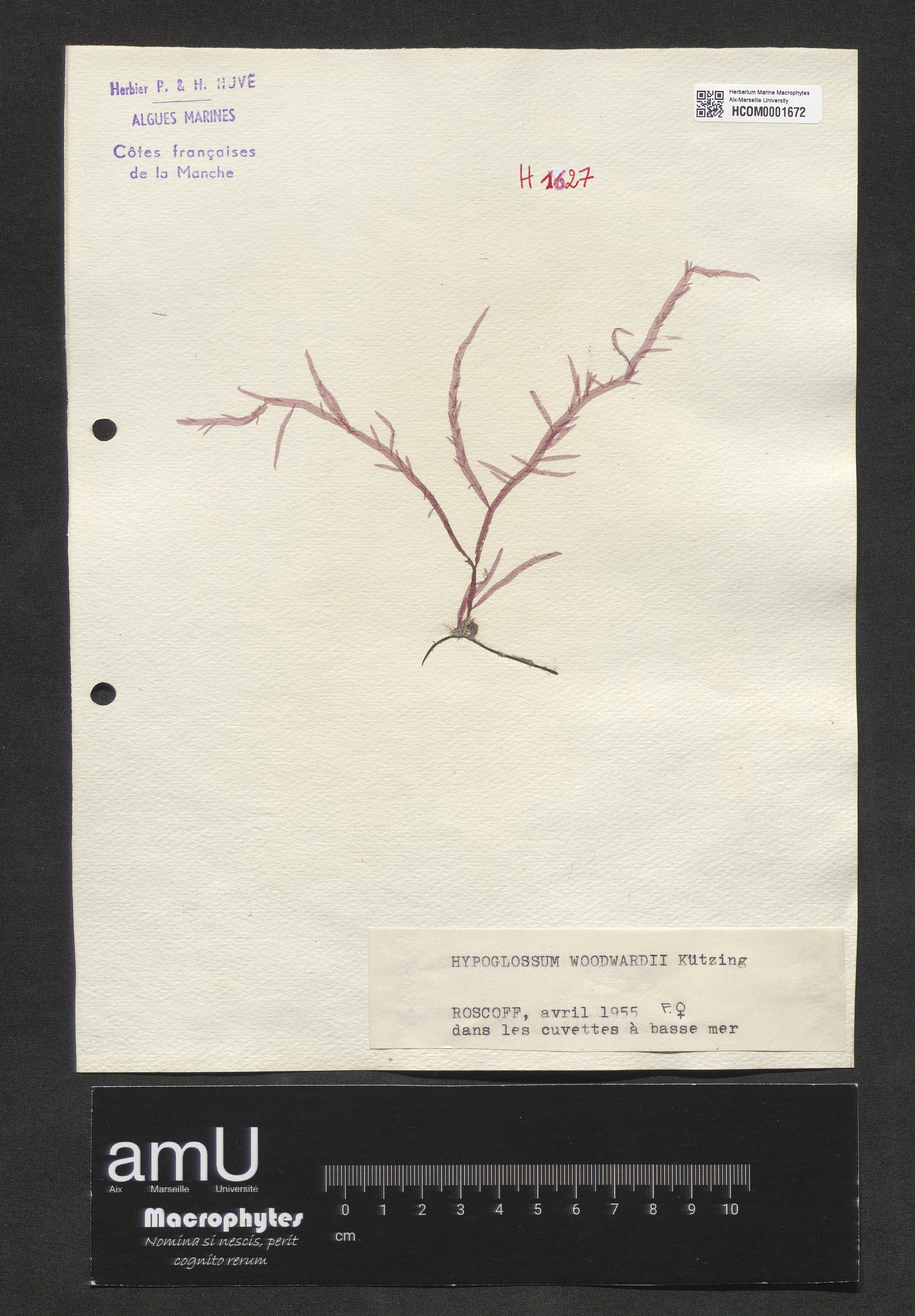Hypoglossum woodwardii specimen