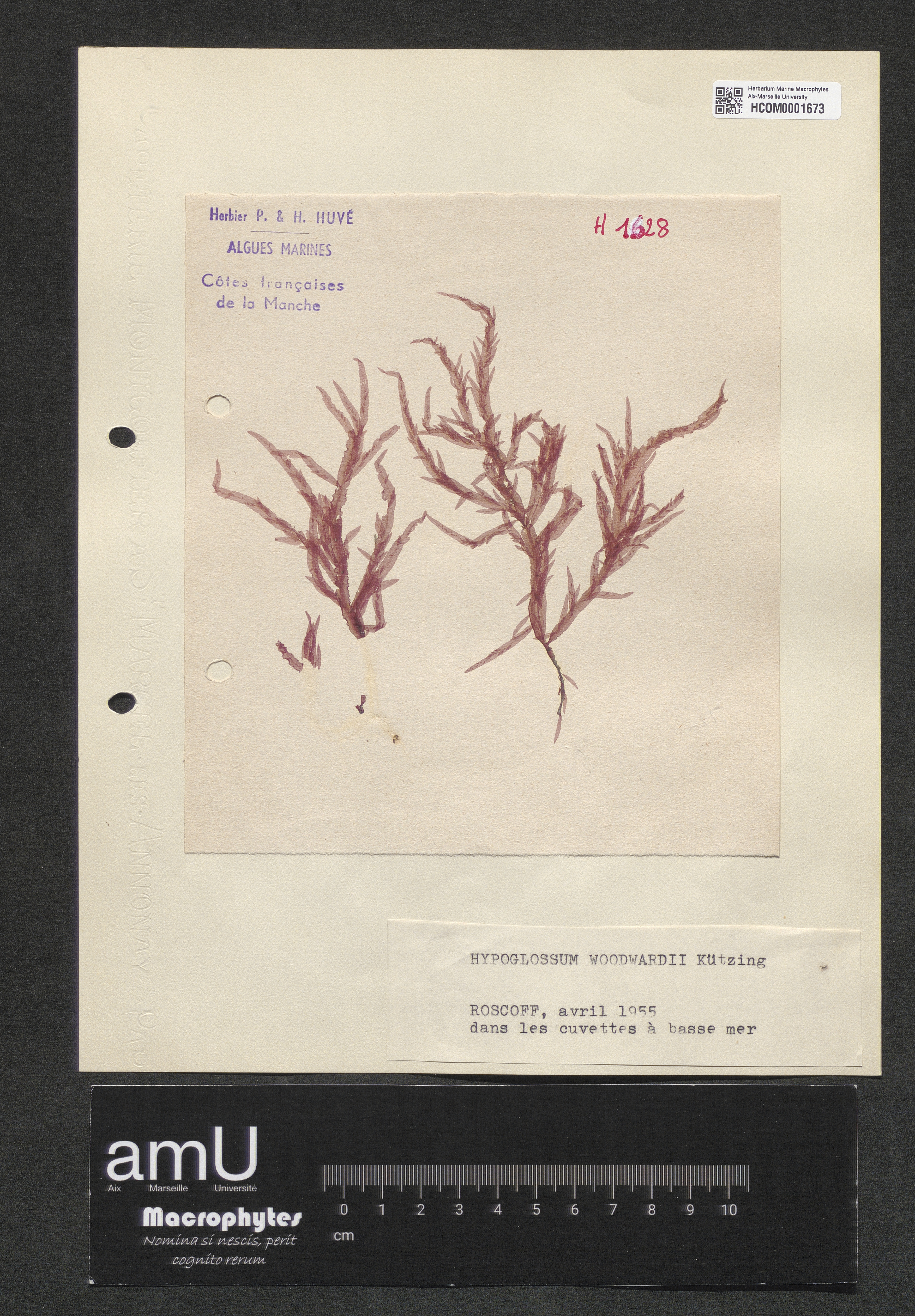 Hypoglossum woodwardii specimen