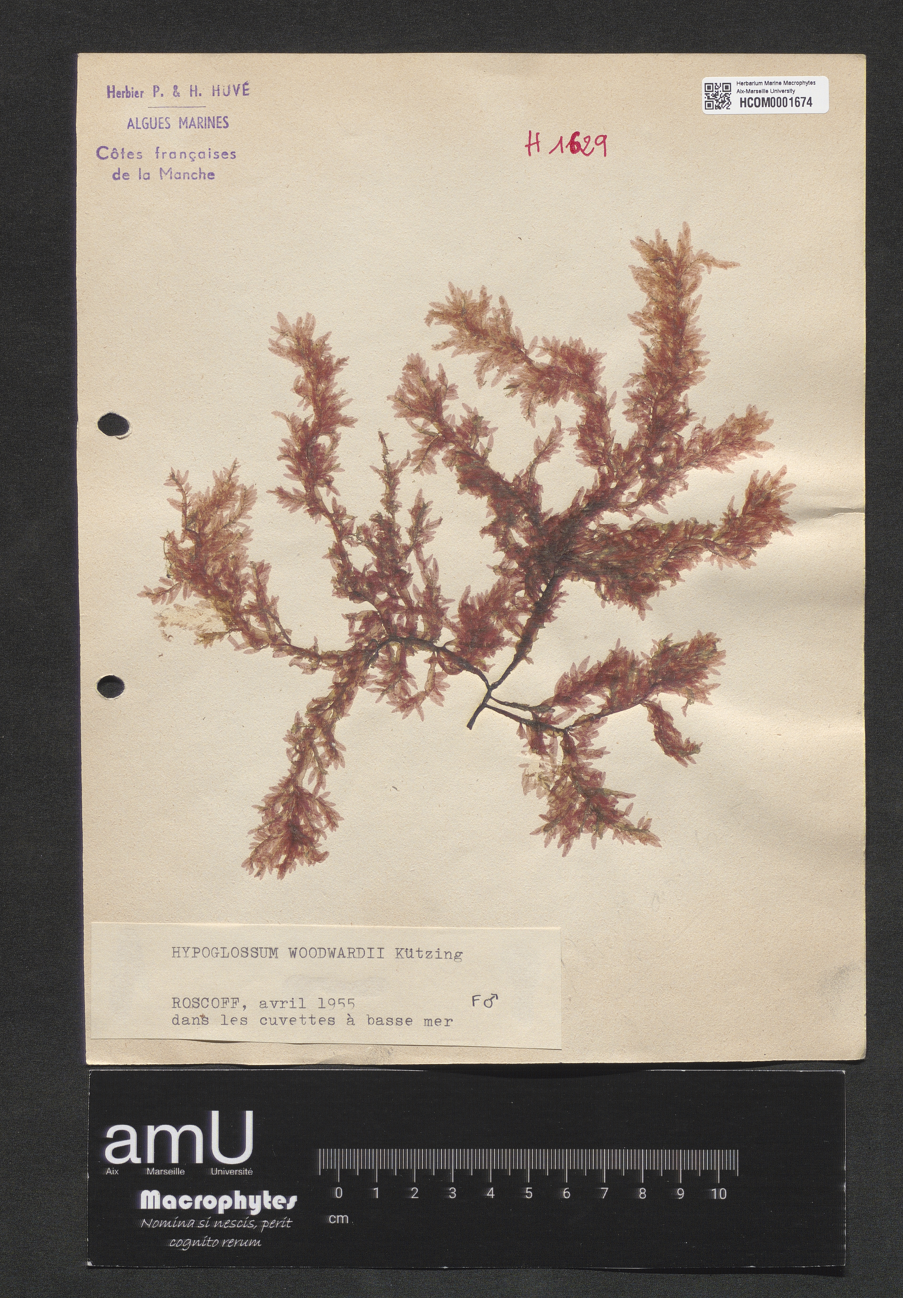 Hypoglossum woodwardii specimen