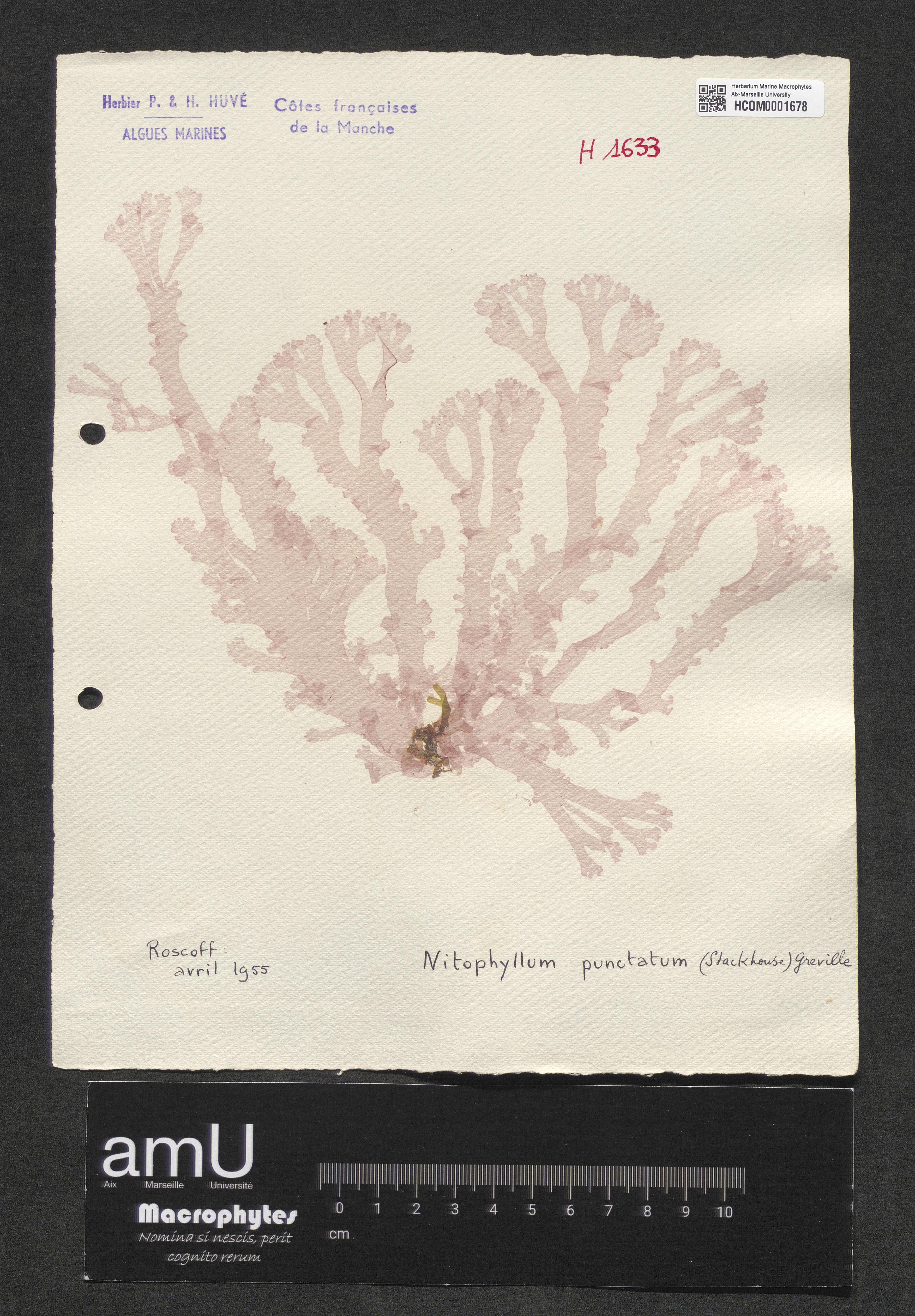 Nitophyllum punctatum specimen