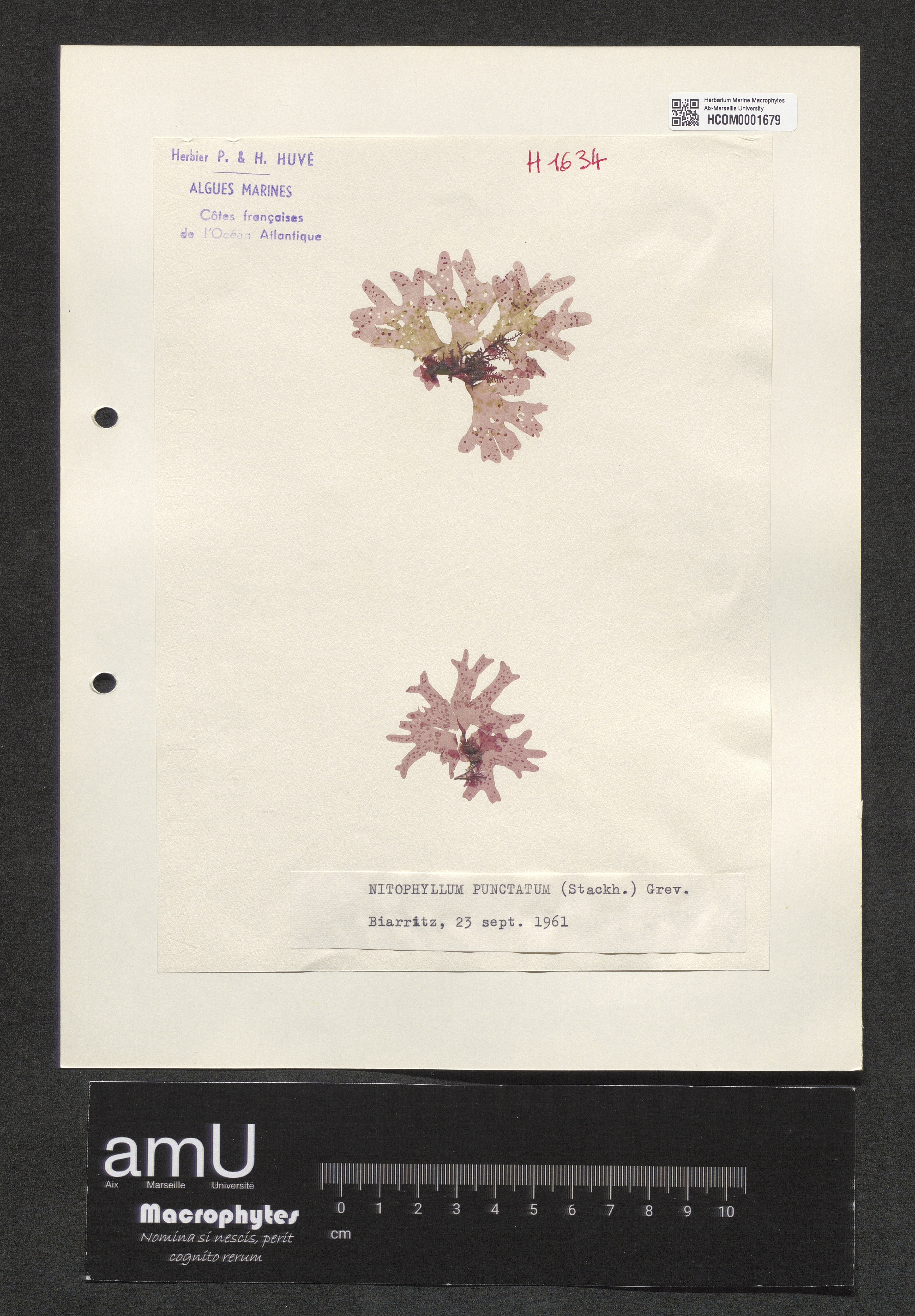 Nitophyllum punctatum specimen