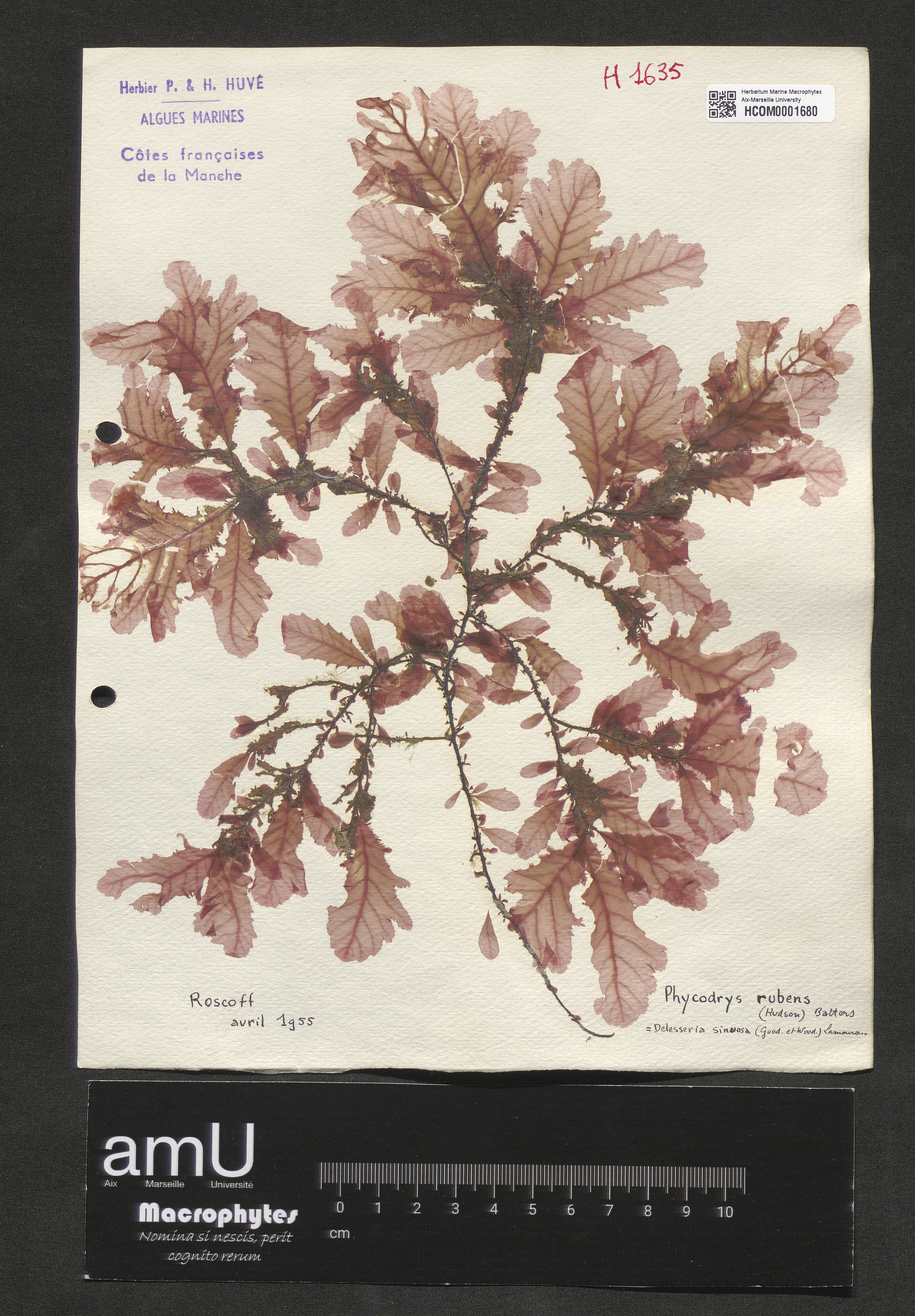 Phycodrys rubens specimen