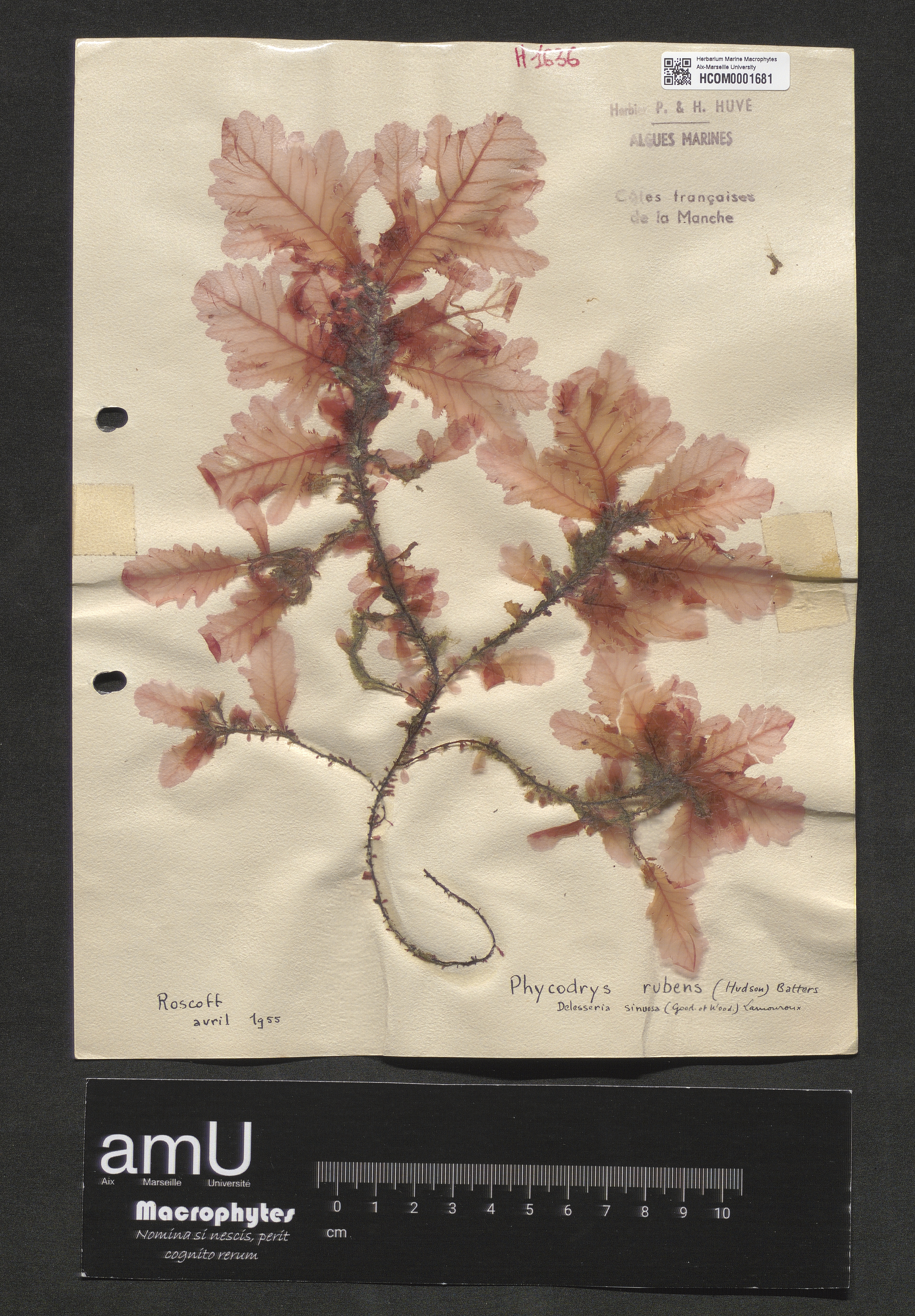 Phycodrys rubens specimen