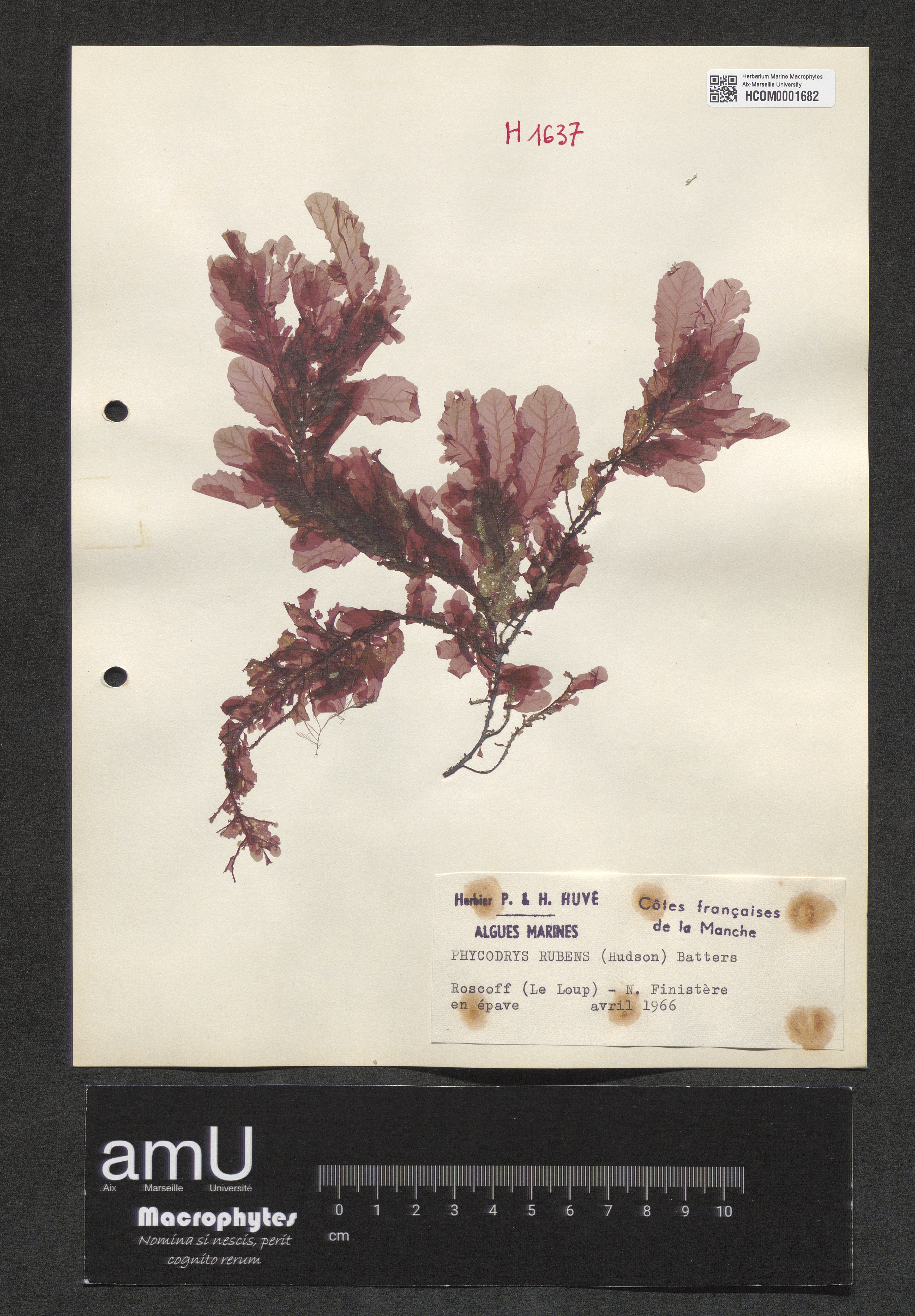 Phycodrys rubens specimen