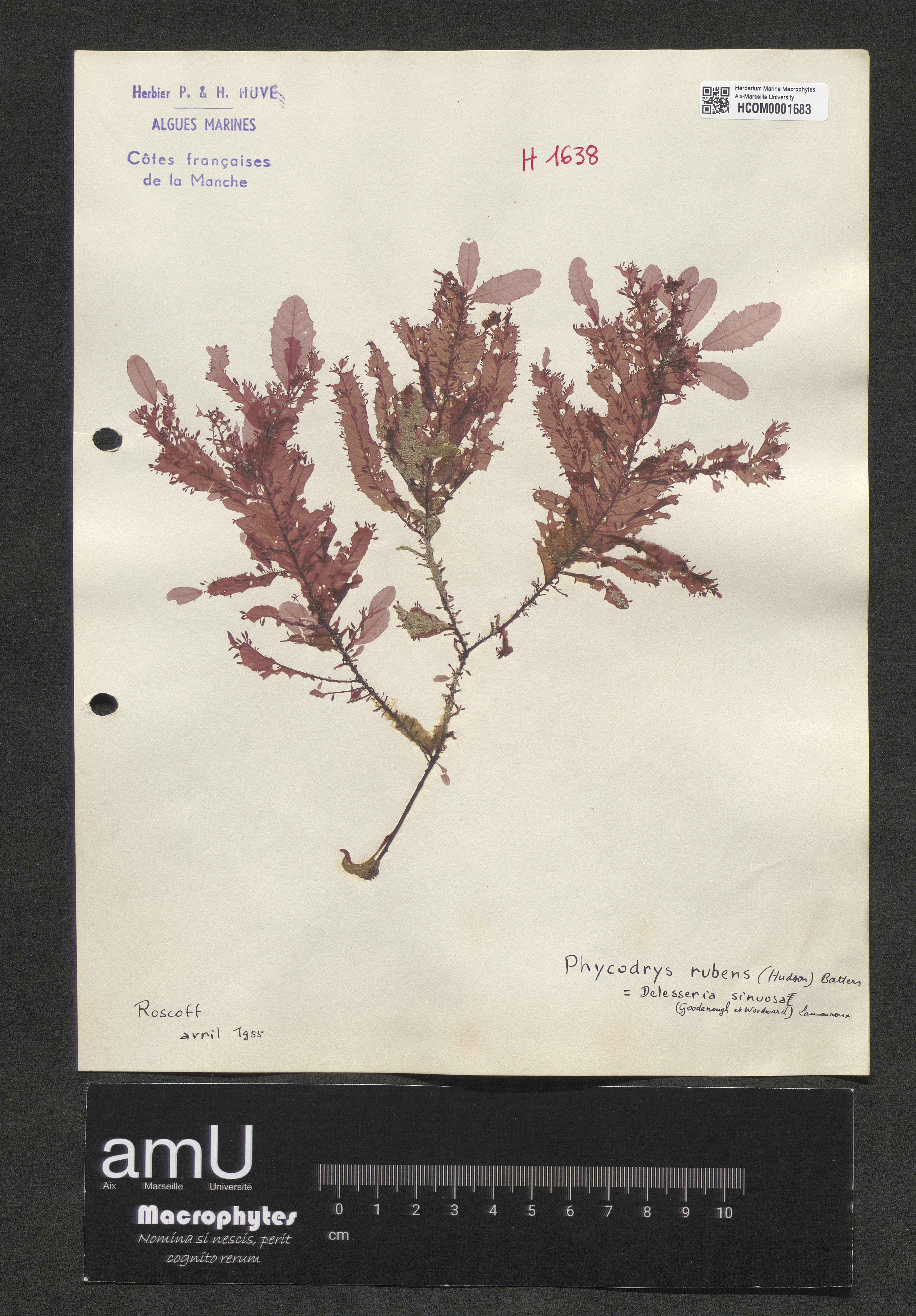 Phycodrys rubens specimen