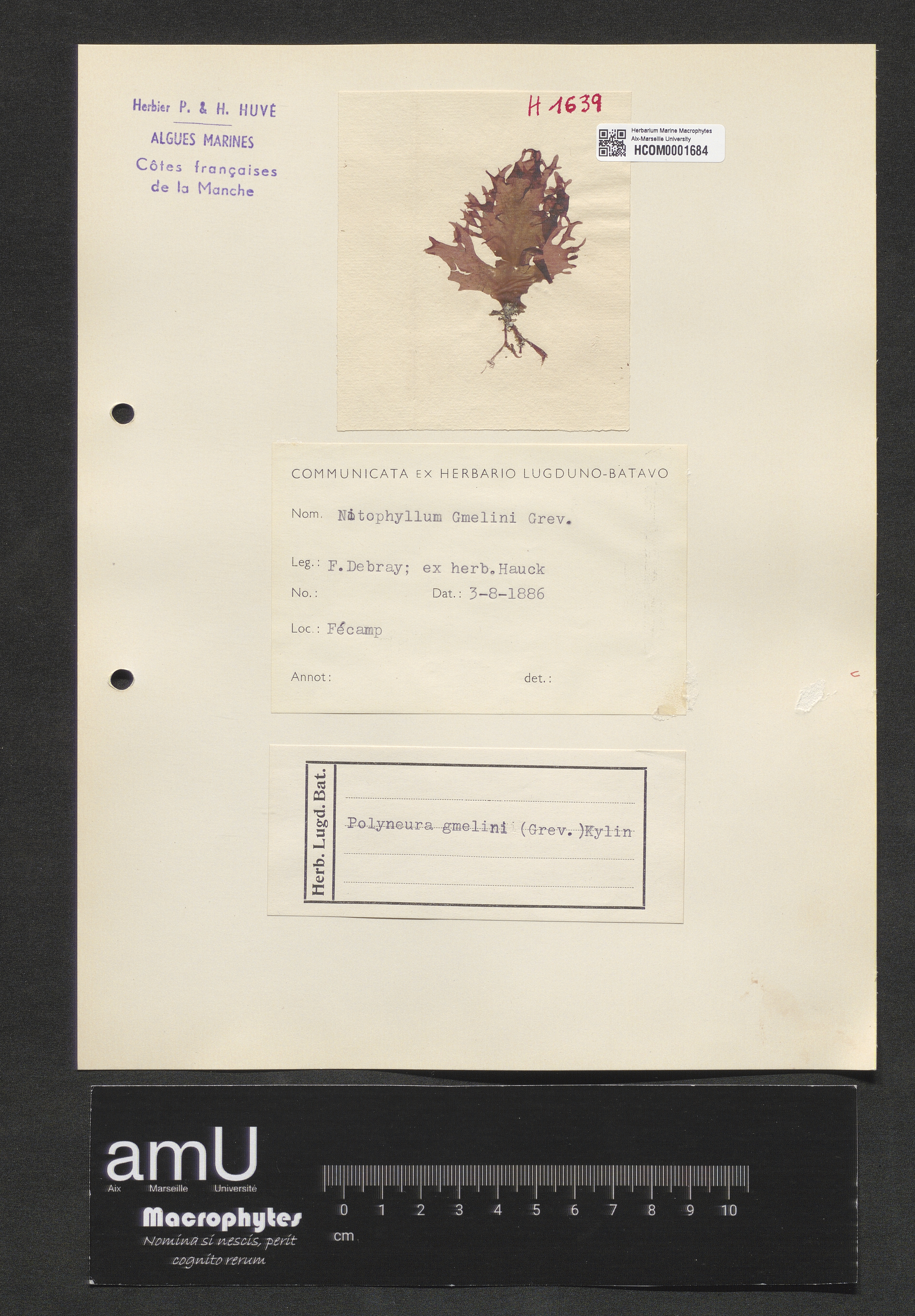 Polyneura gmelini specimen