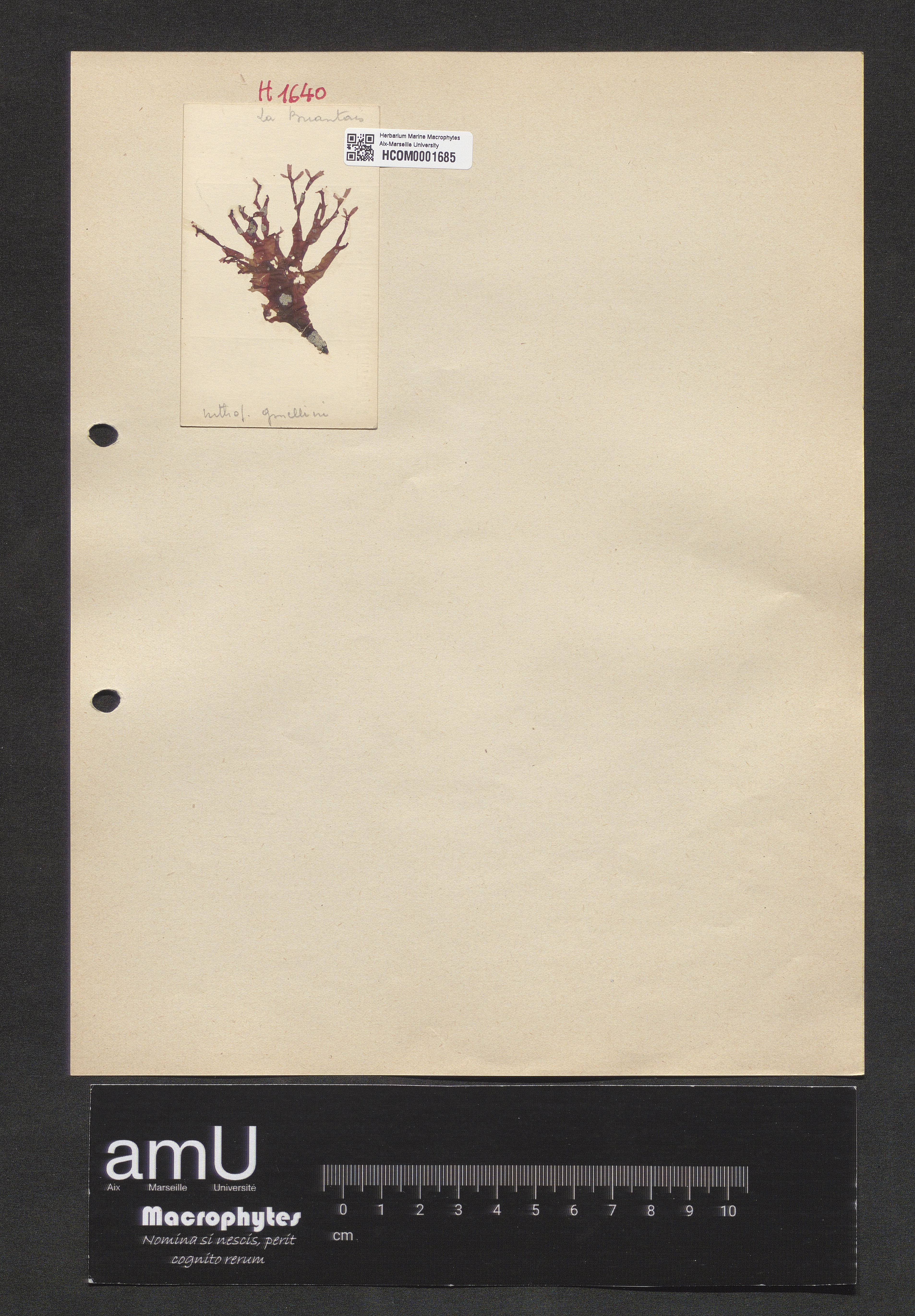 Polyneura gmelini specimen