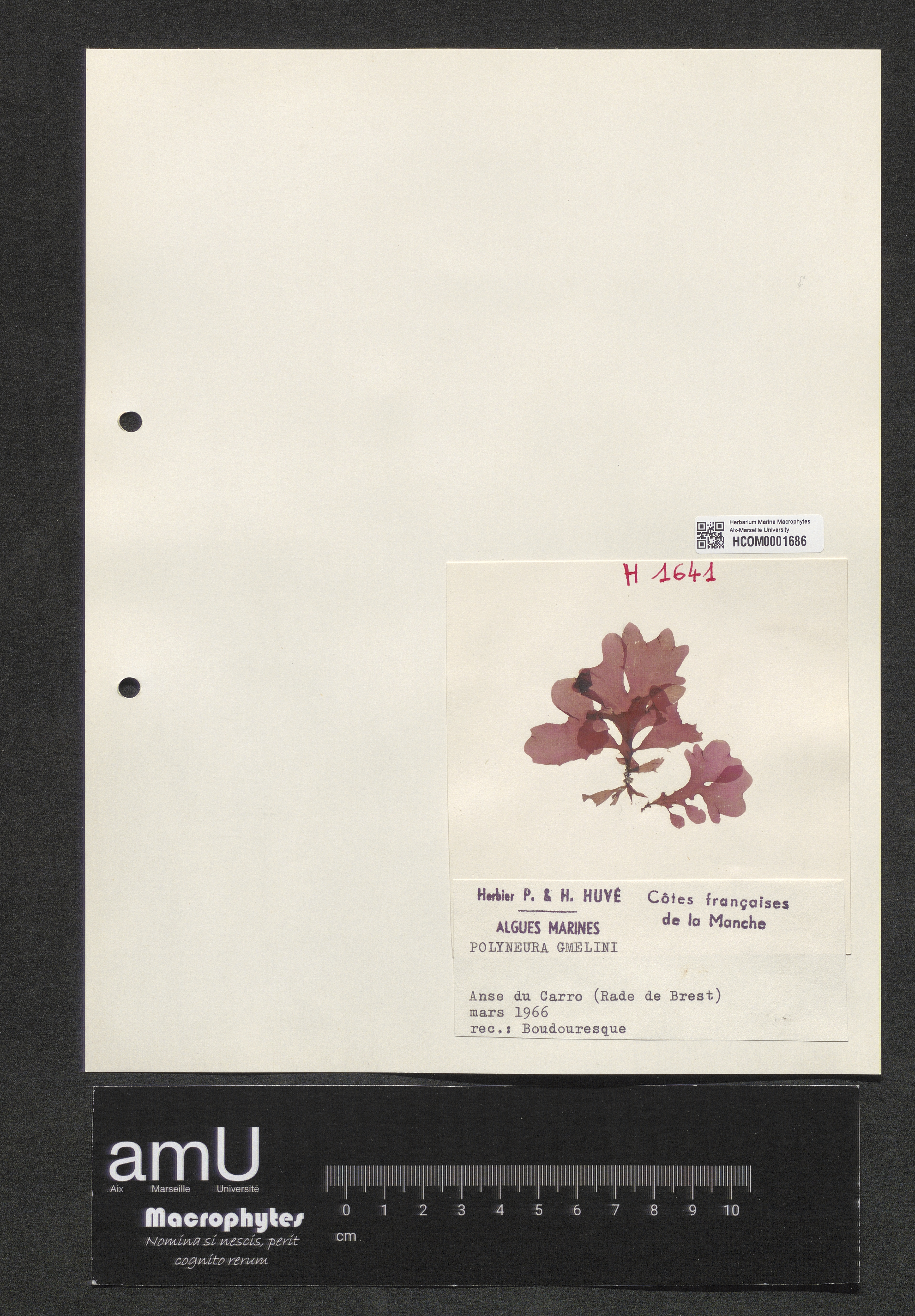 Polyneura gmelini specimen
