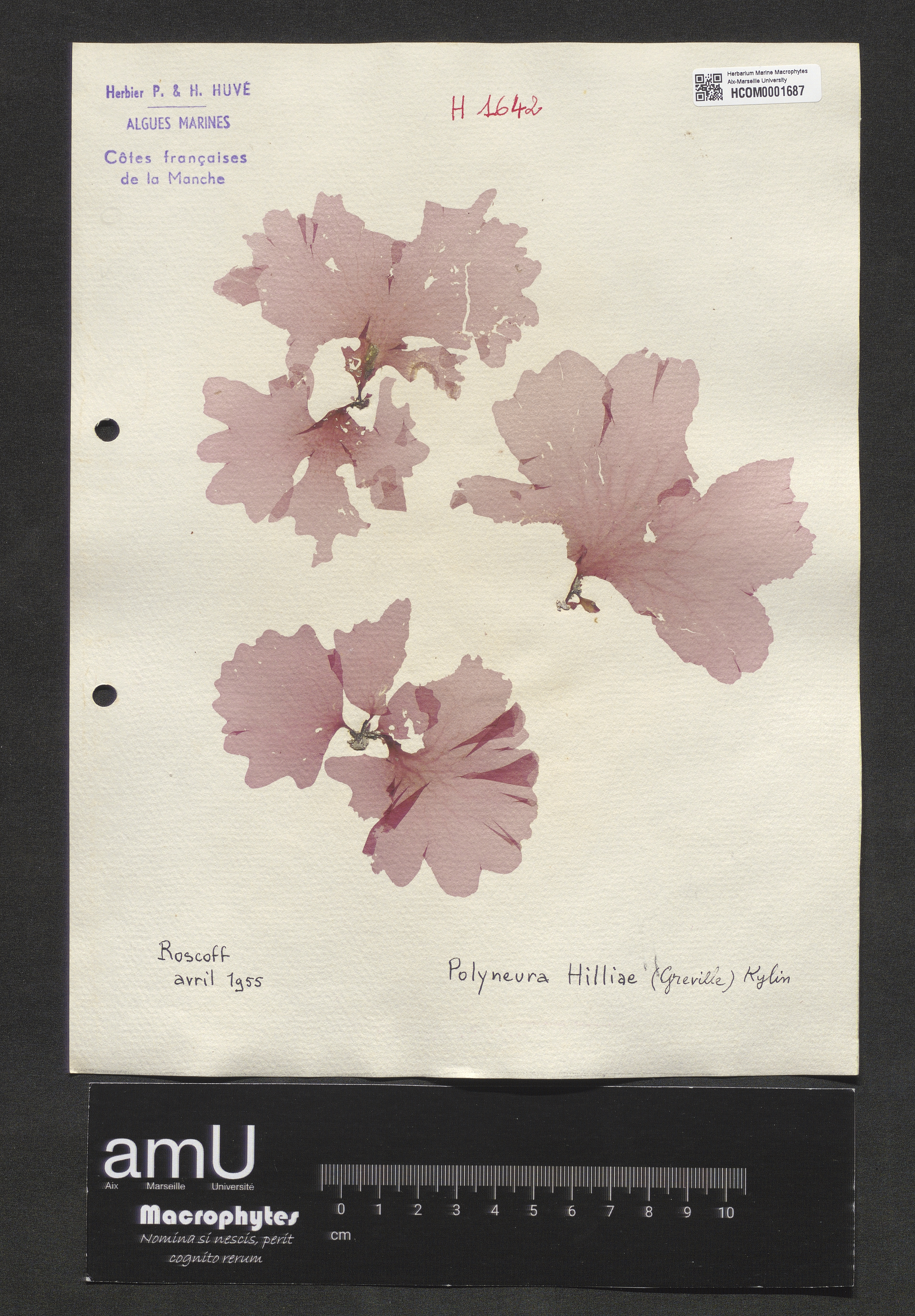 Polyneura hilliae specimen