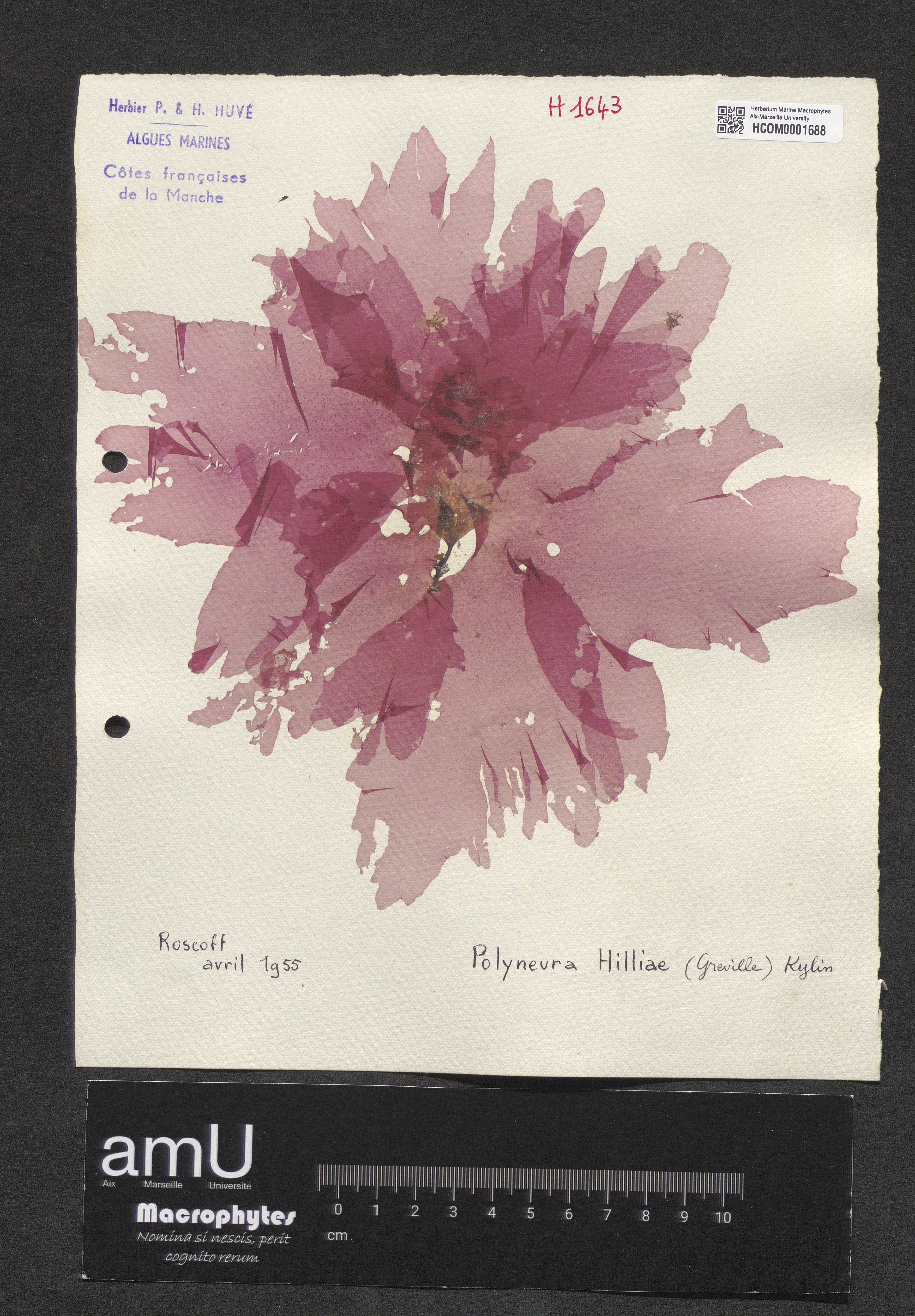 Polyneura hilliae specimen