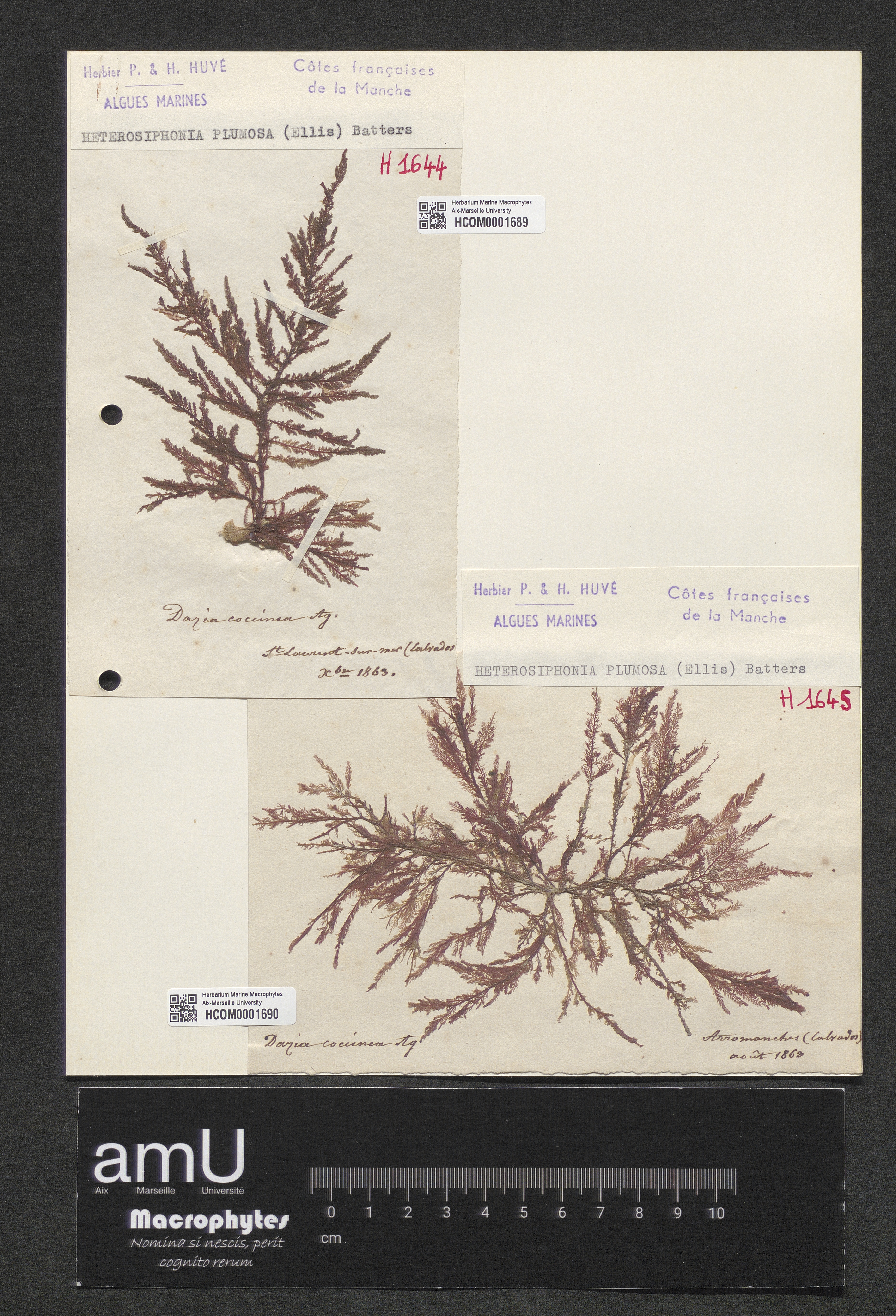 Heterosiphonia plumosa specimen