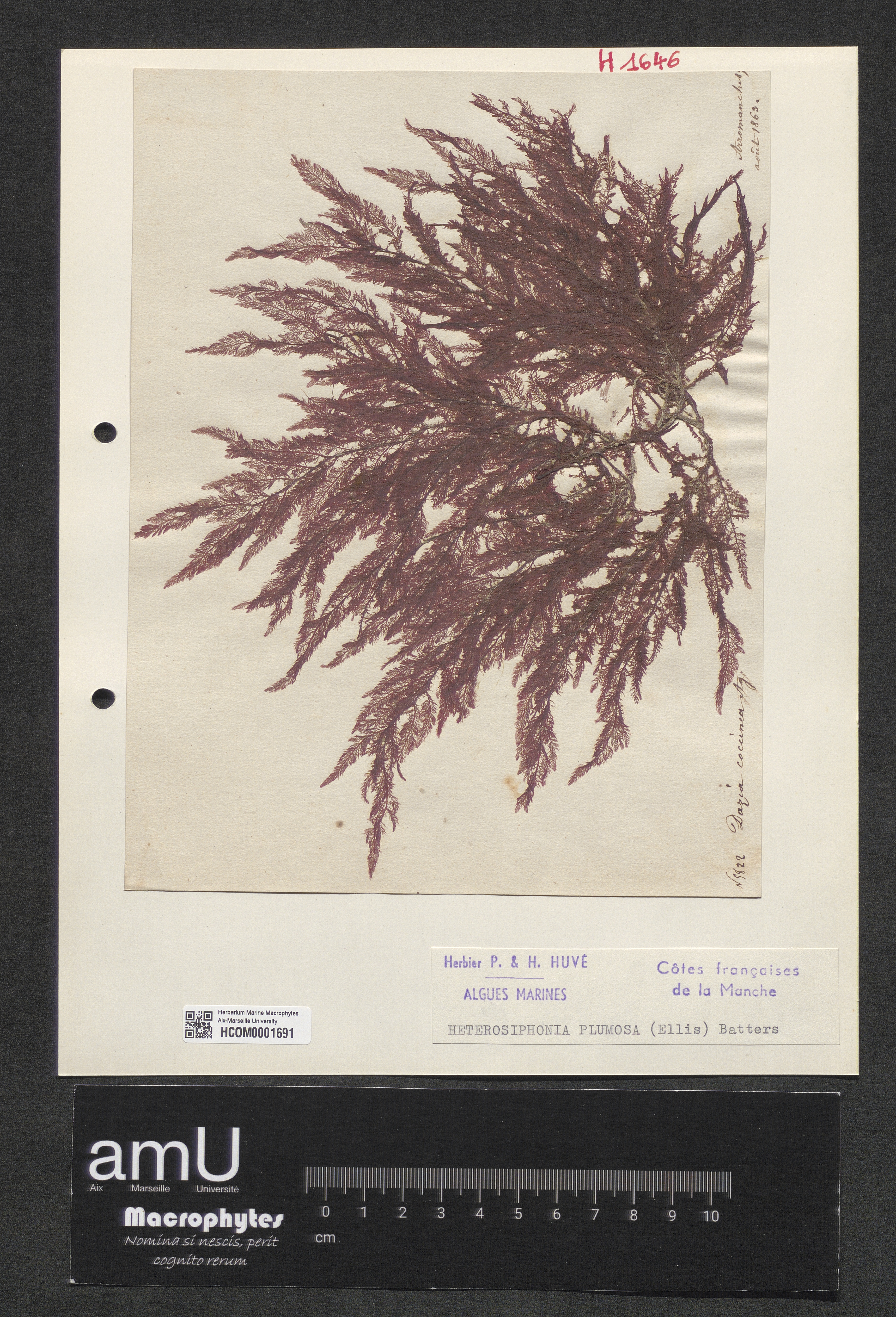 Heterosiphonia plumosa specimen