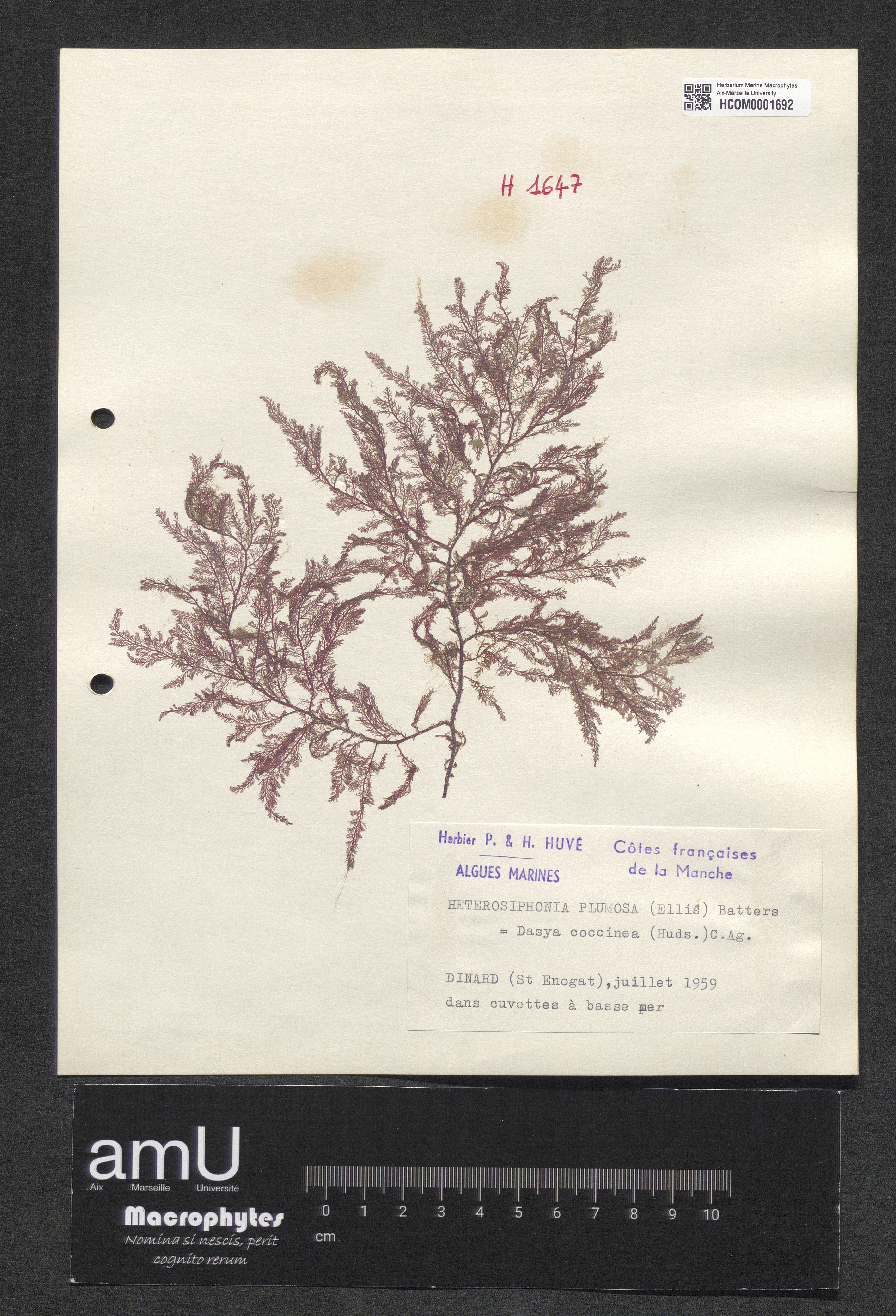 Heterosiphonia plumosa specimen