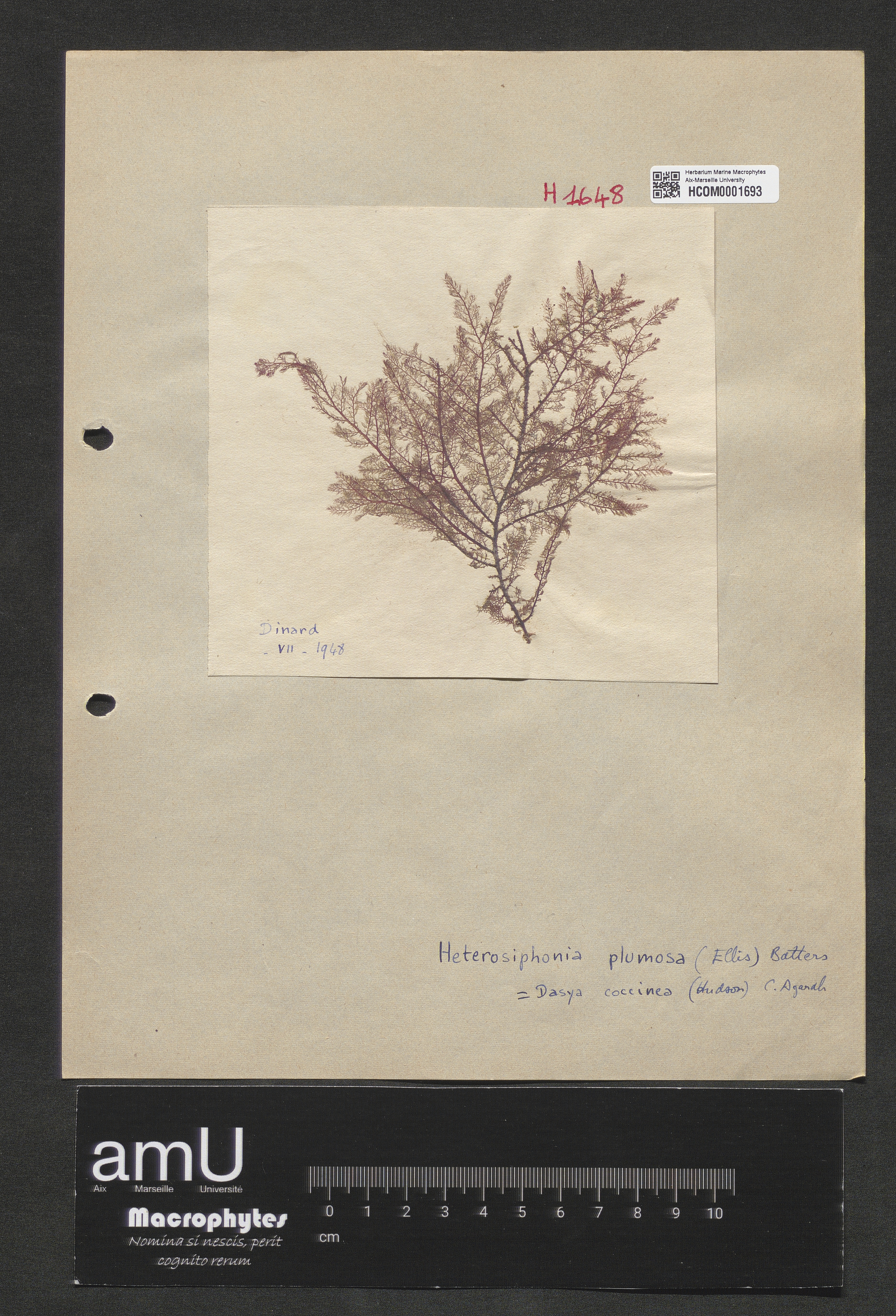 Heterosiphonia plumosa specimen