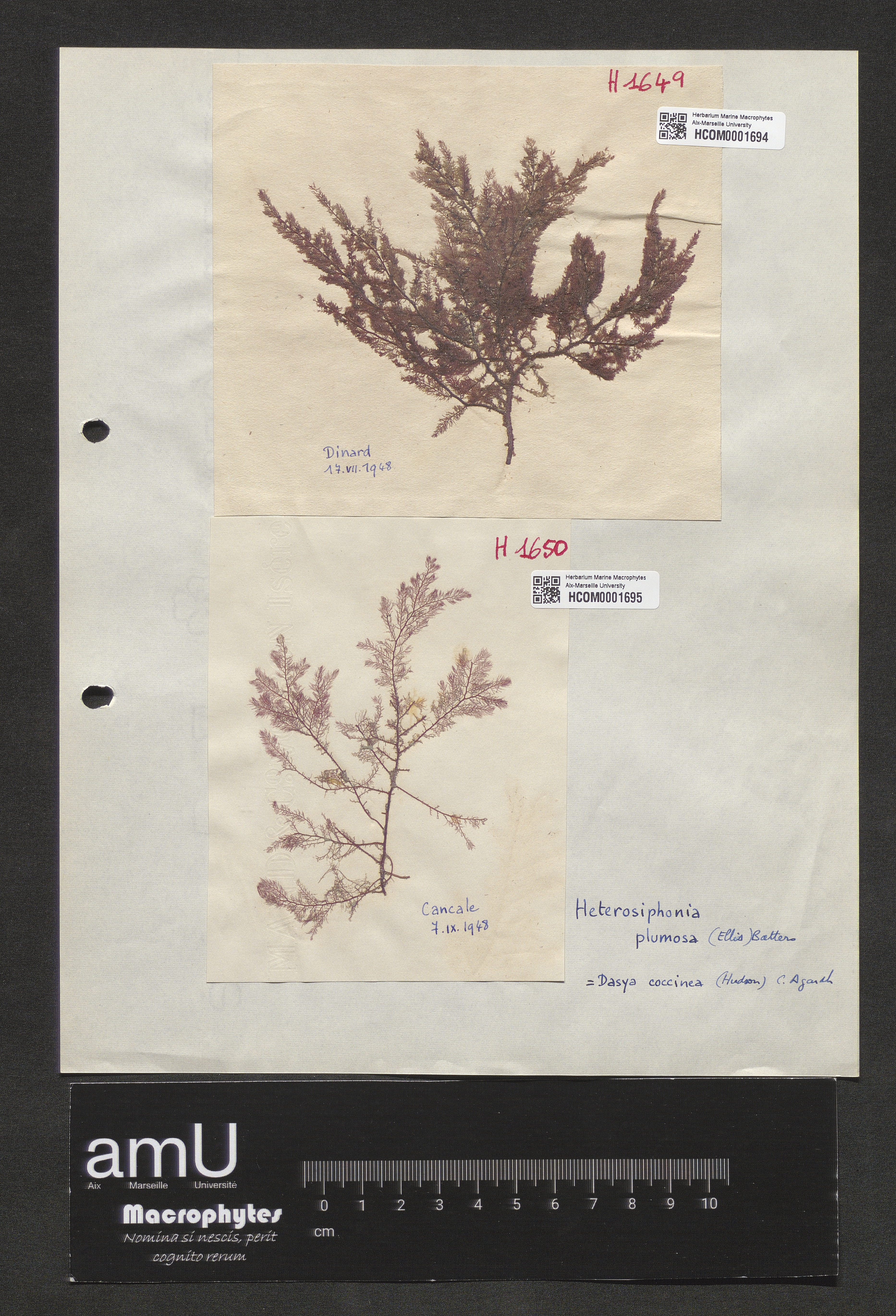 Heterosiphonia plumosa specimen