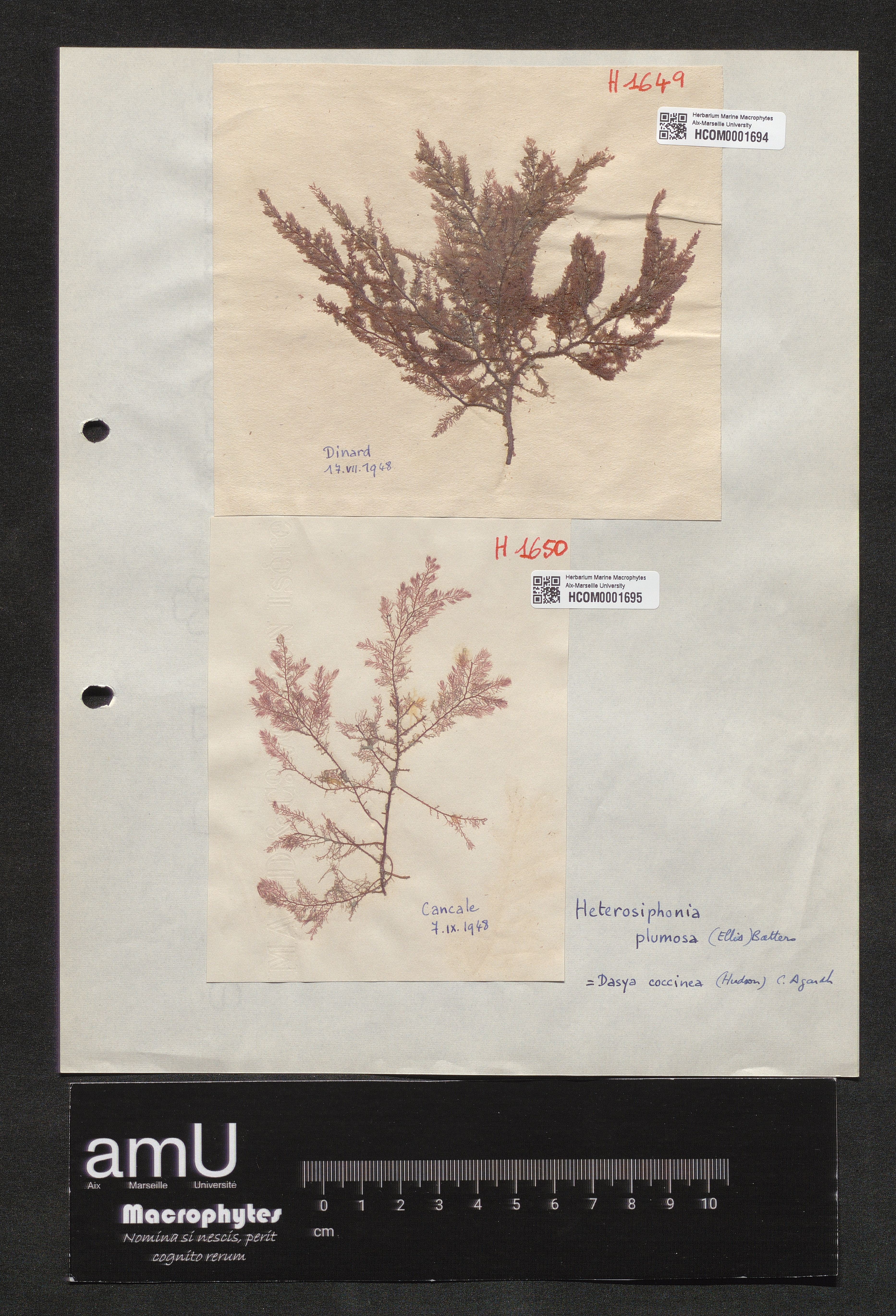 Heterosiphonia plumosa specimen