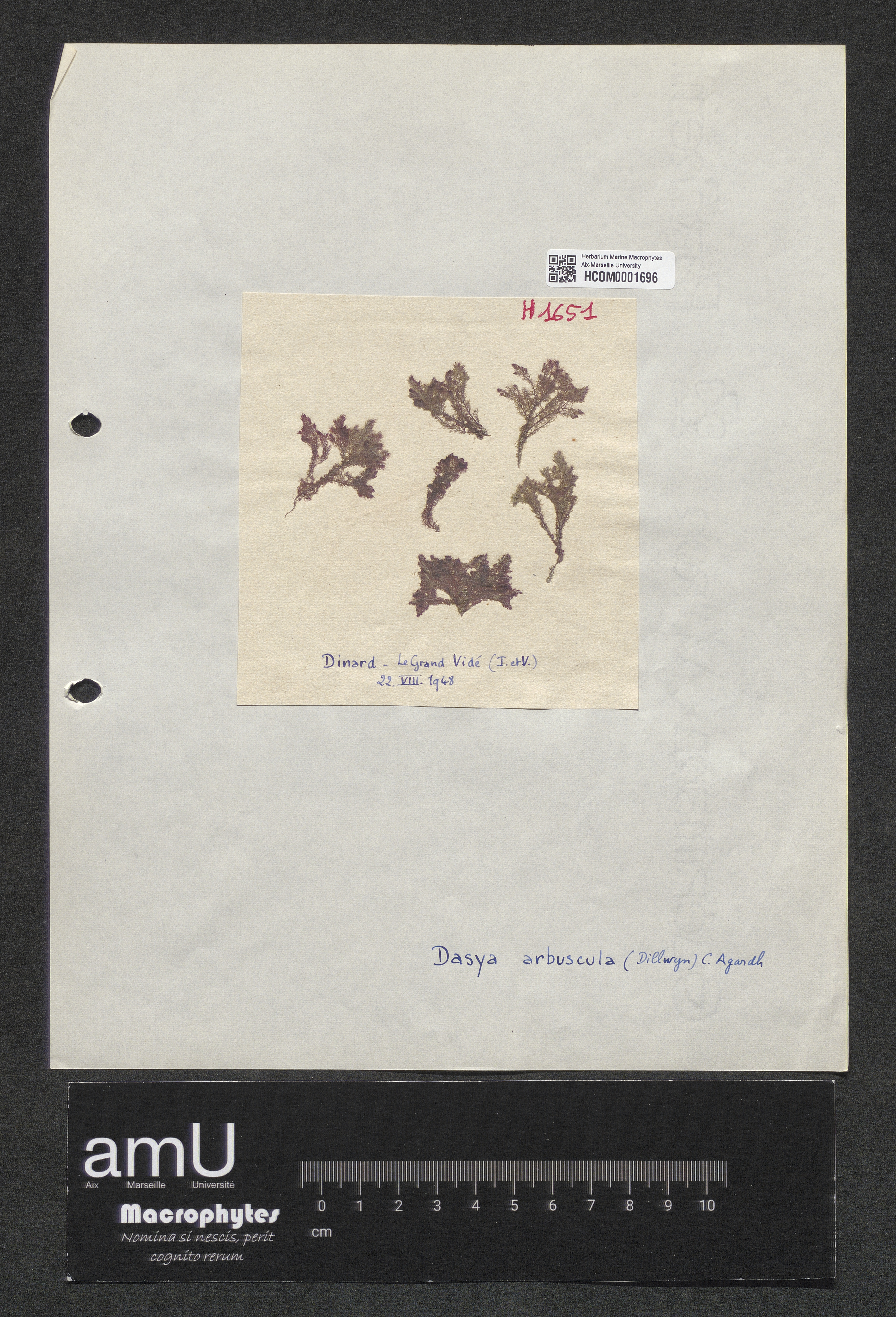 Dasya arbuscula specimen
