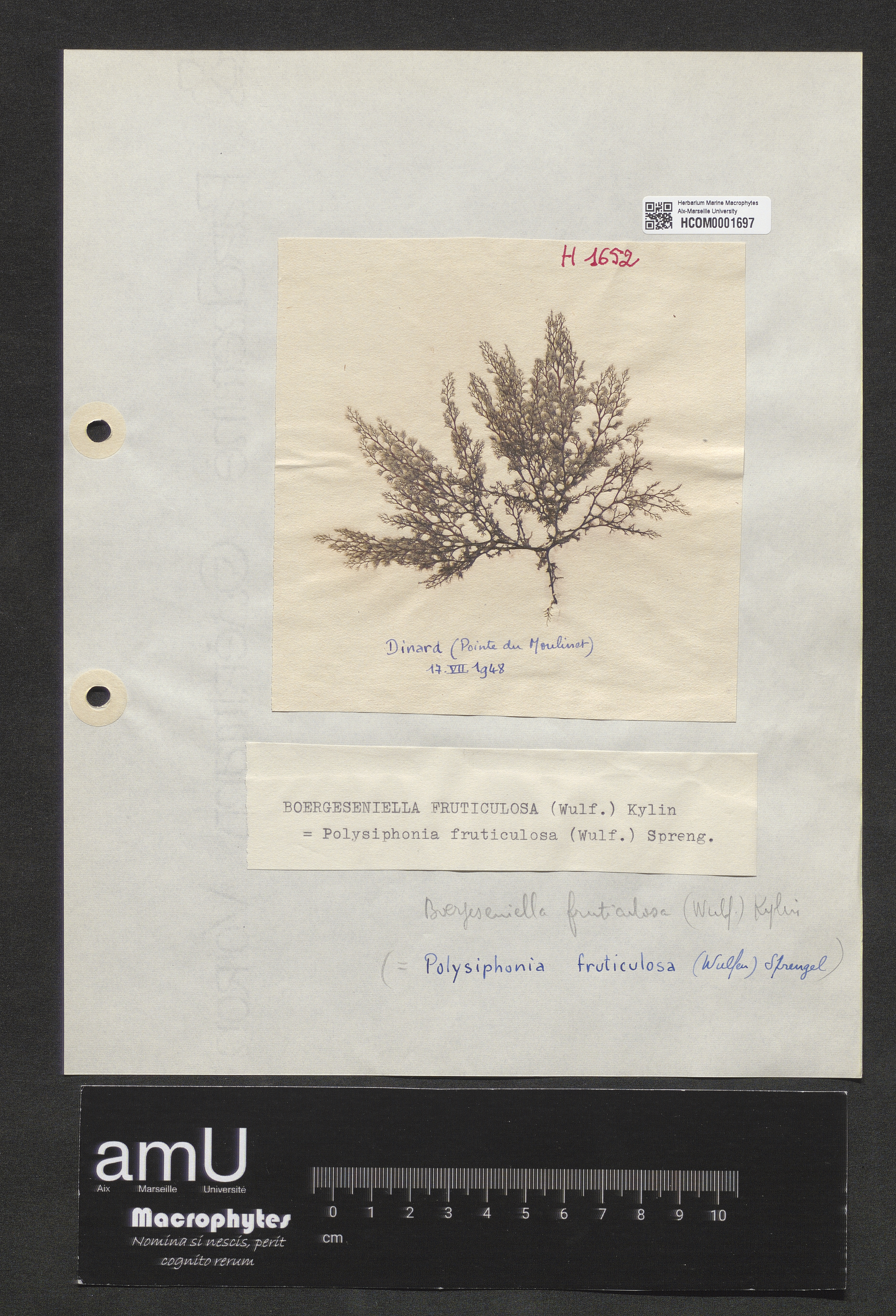 Boergeseniella fruticulosa specimen