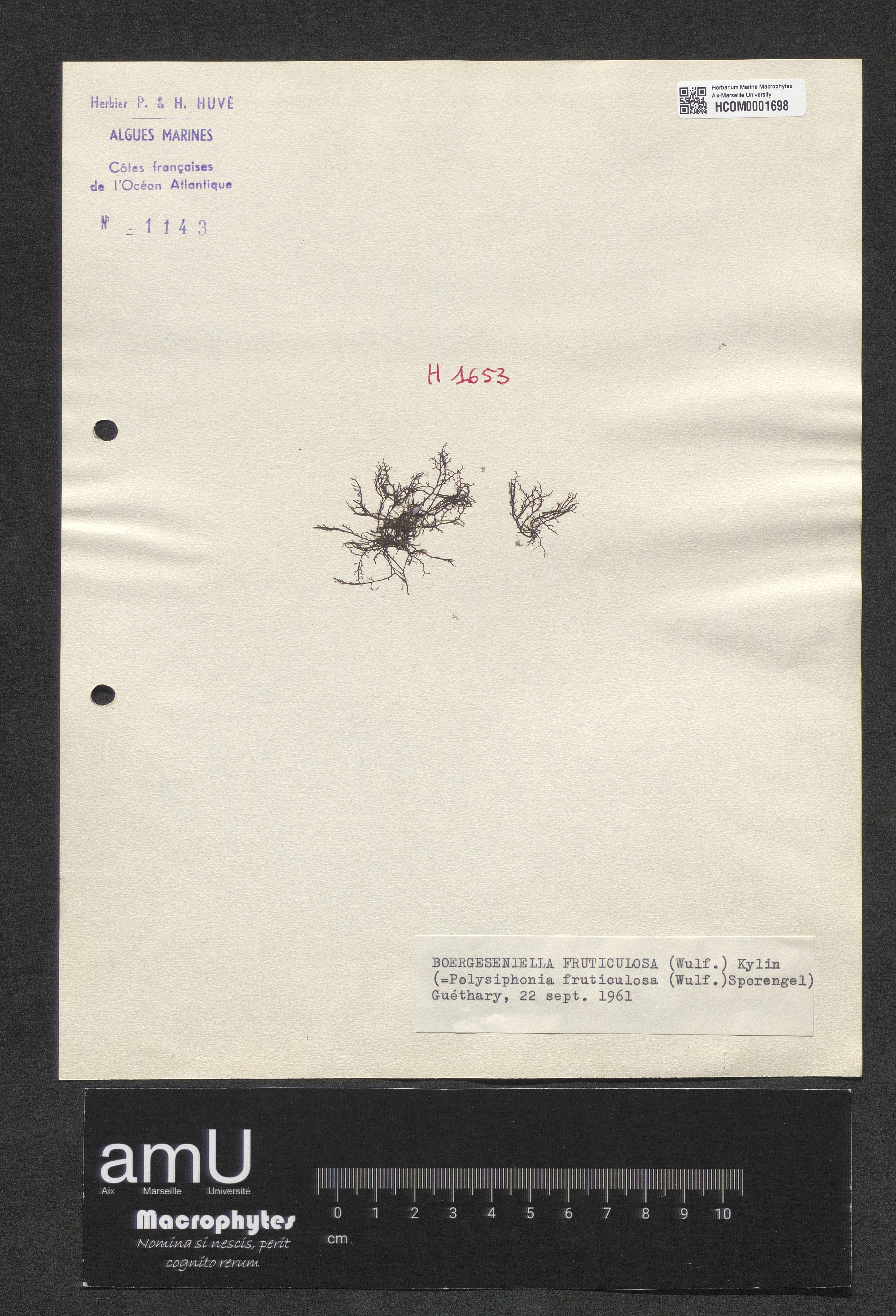 Boergeseniella fruticulosa specimen