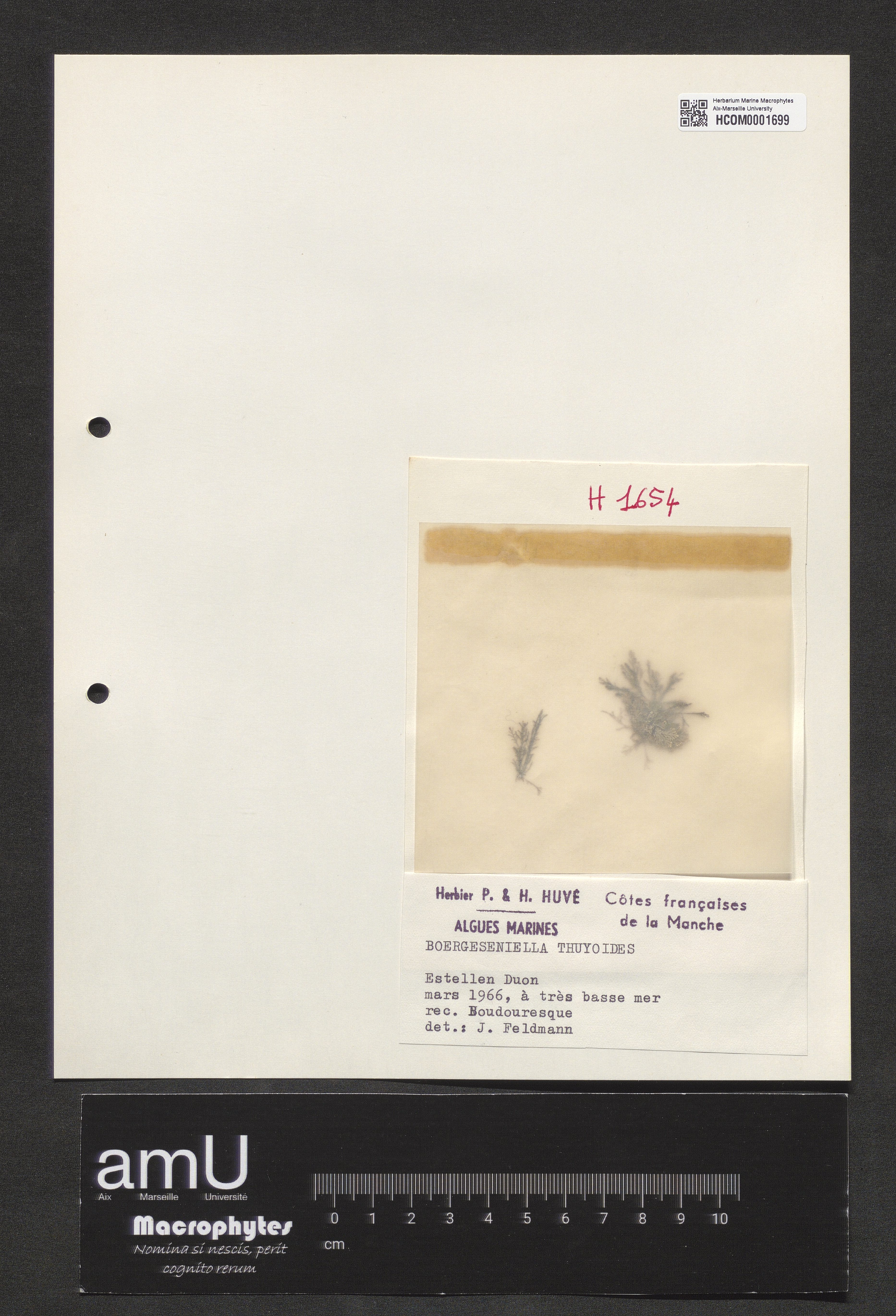 Boergeseniella thuyoides specimen