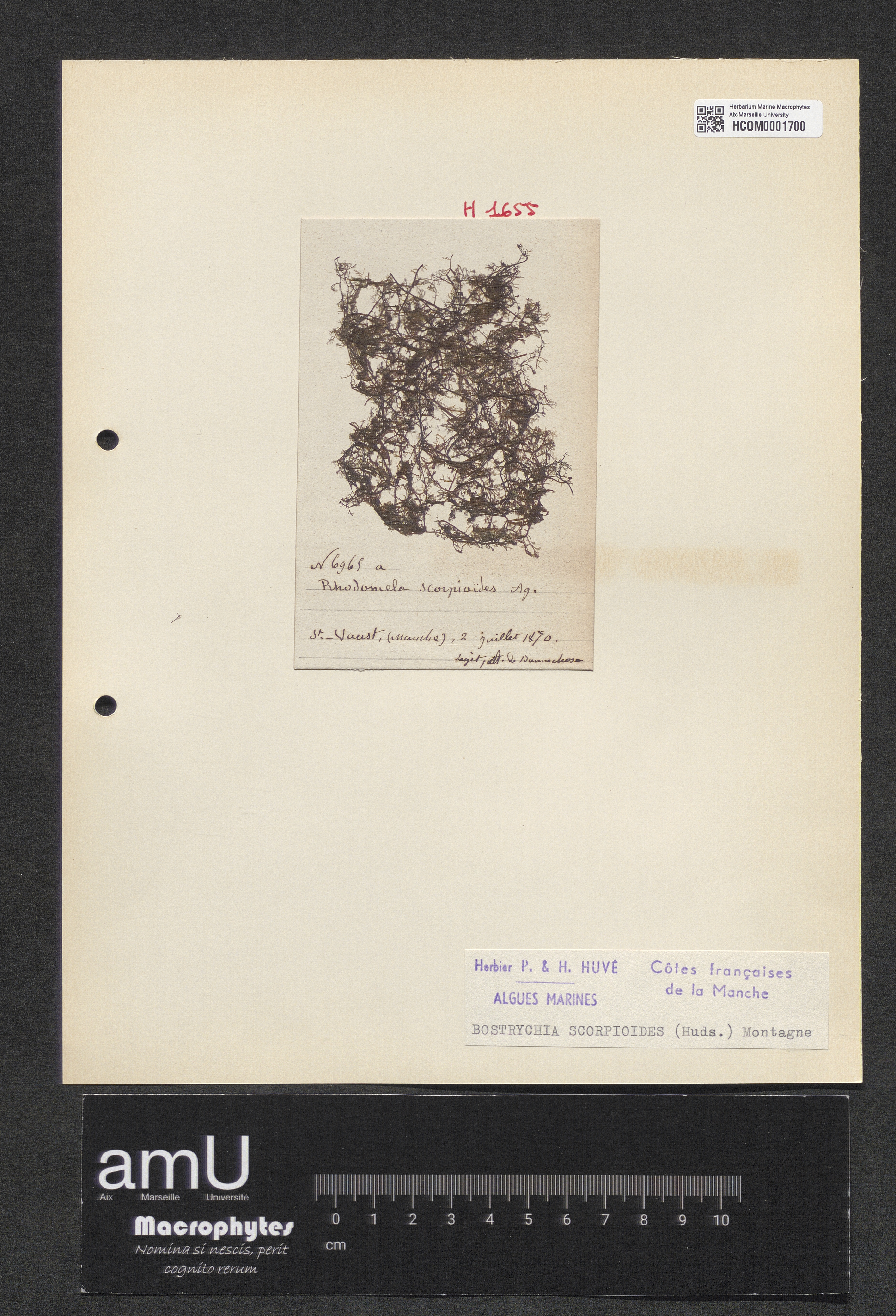 Bostrychia scorpioides specimen