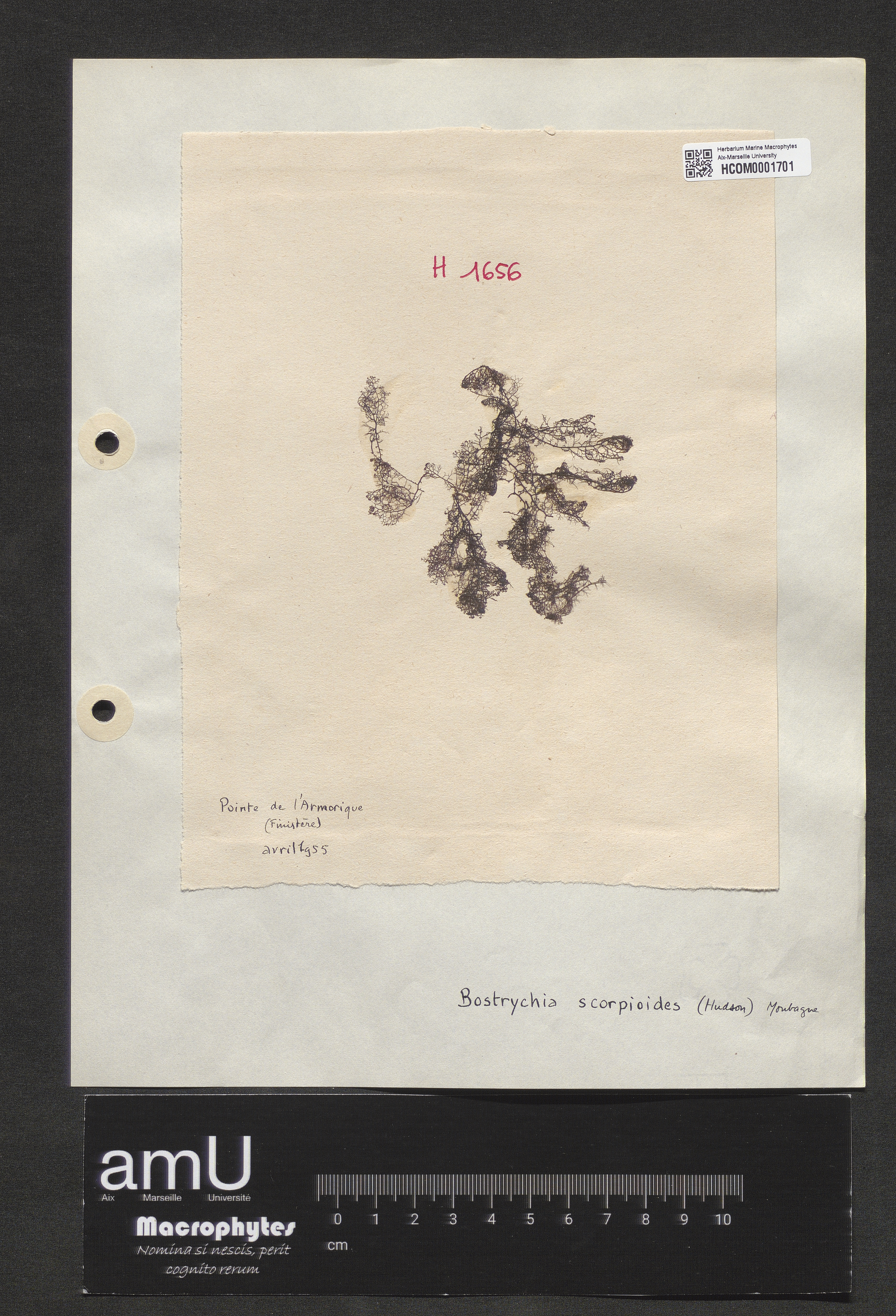 Bostrychia scorpioides specimen