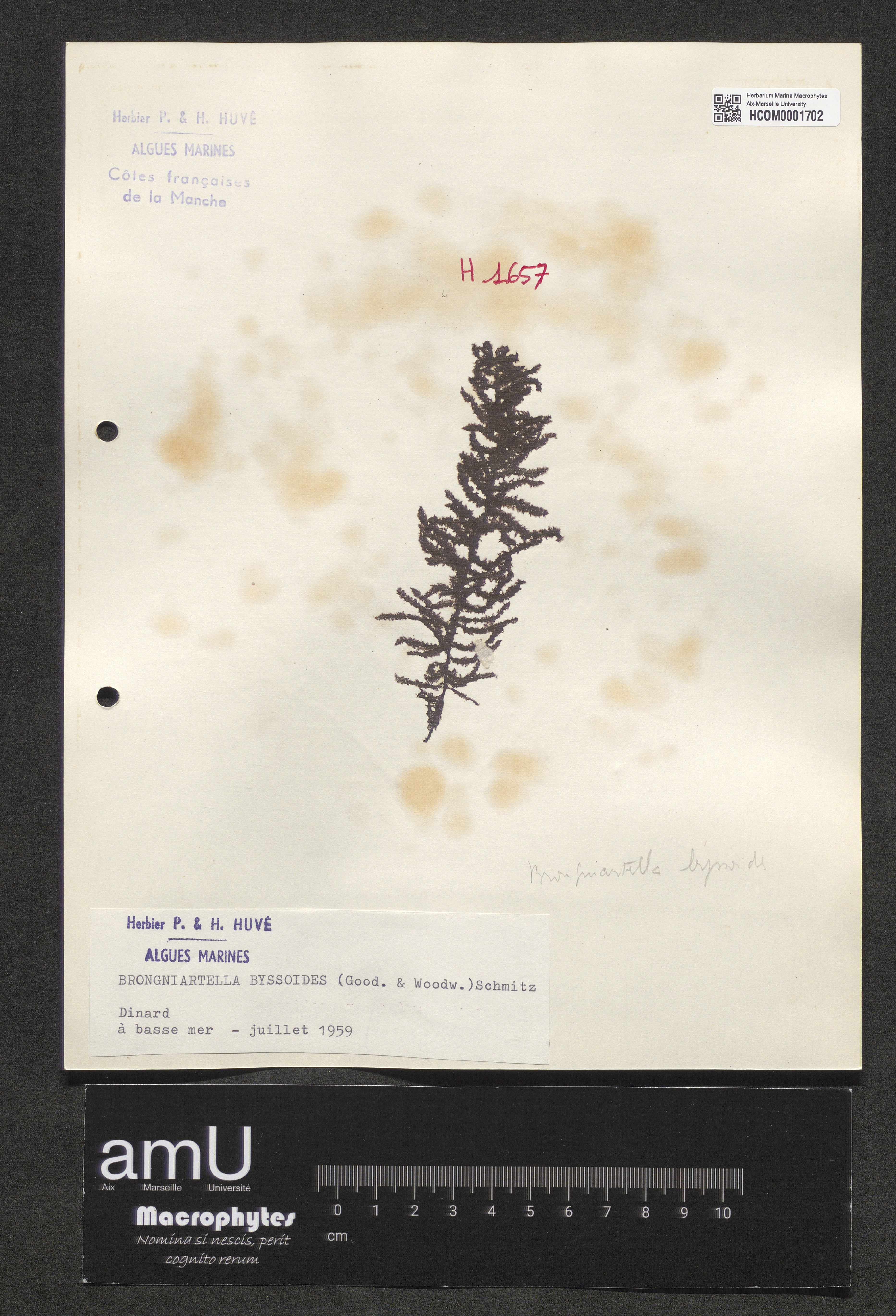 Brongniartella byssoides specimen