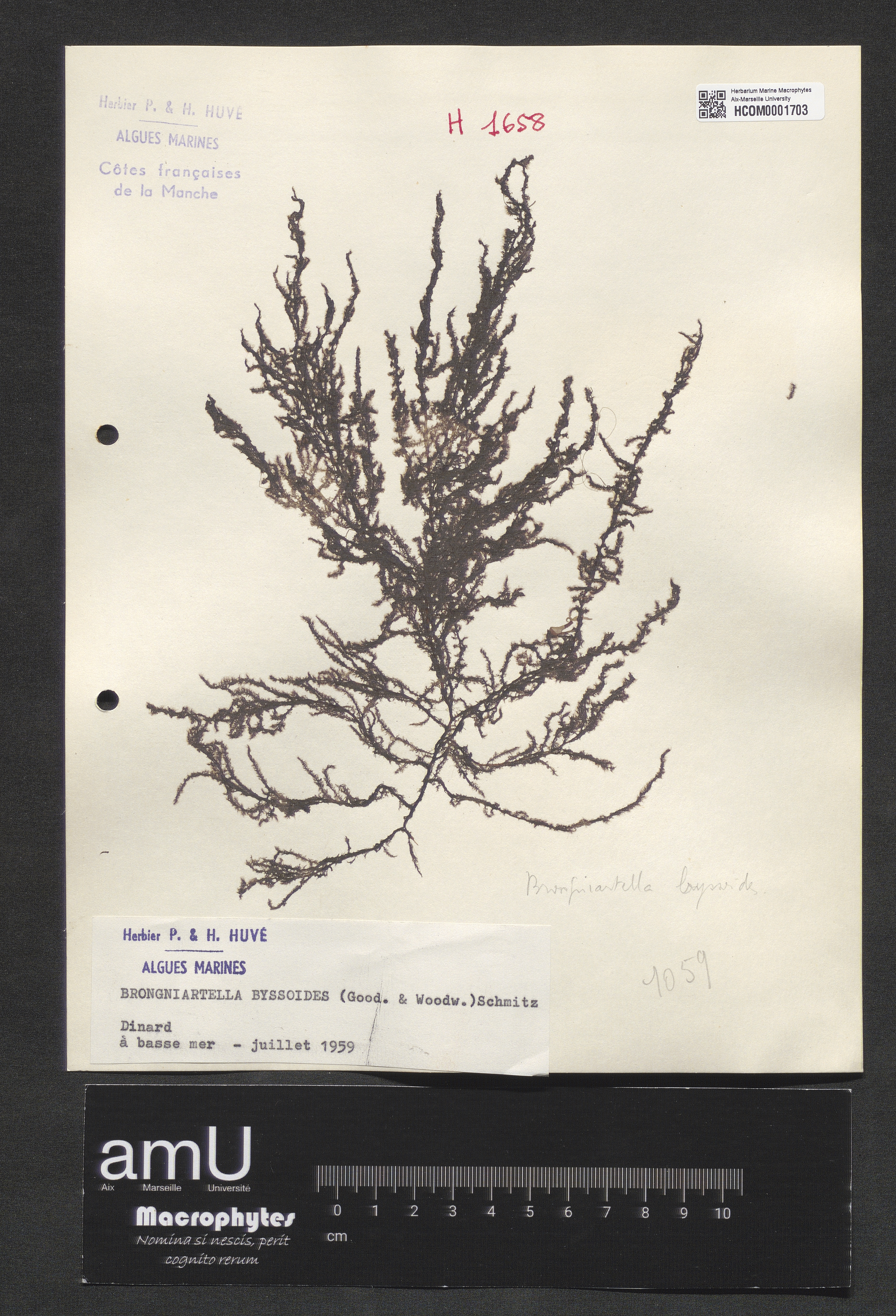 Brongniartella byssoides specimen