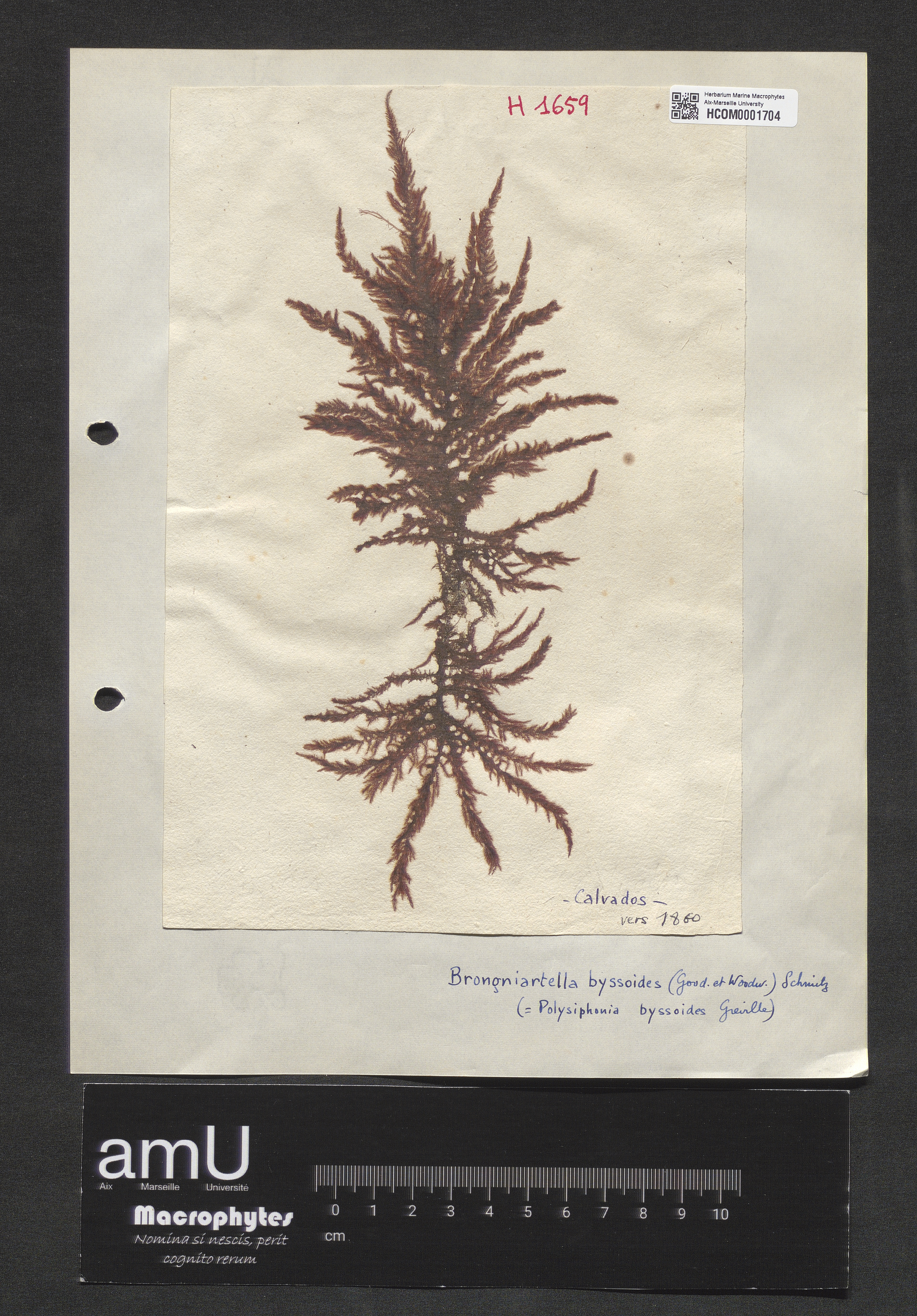 Brongniartella byssoides specimen
