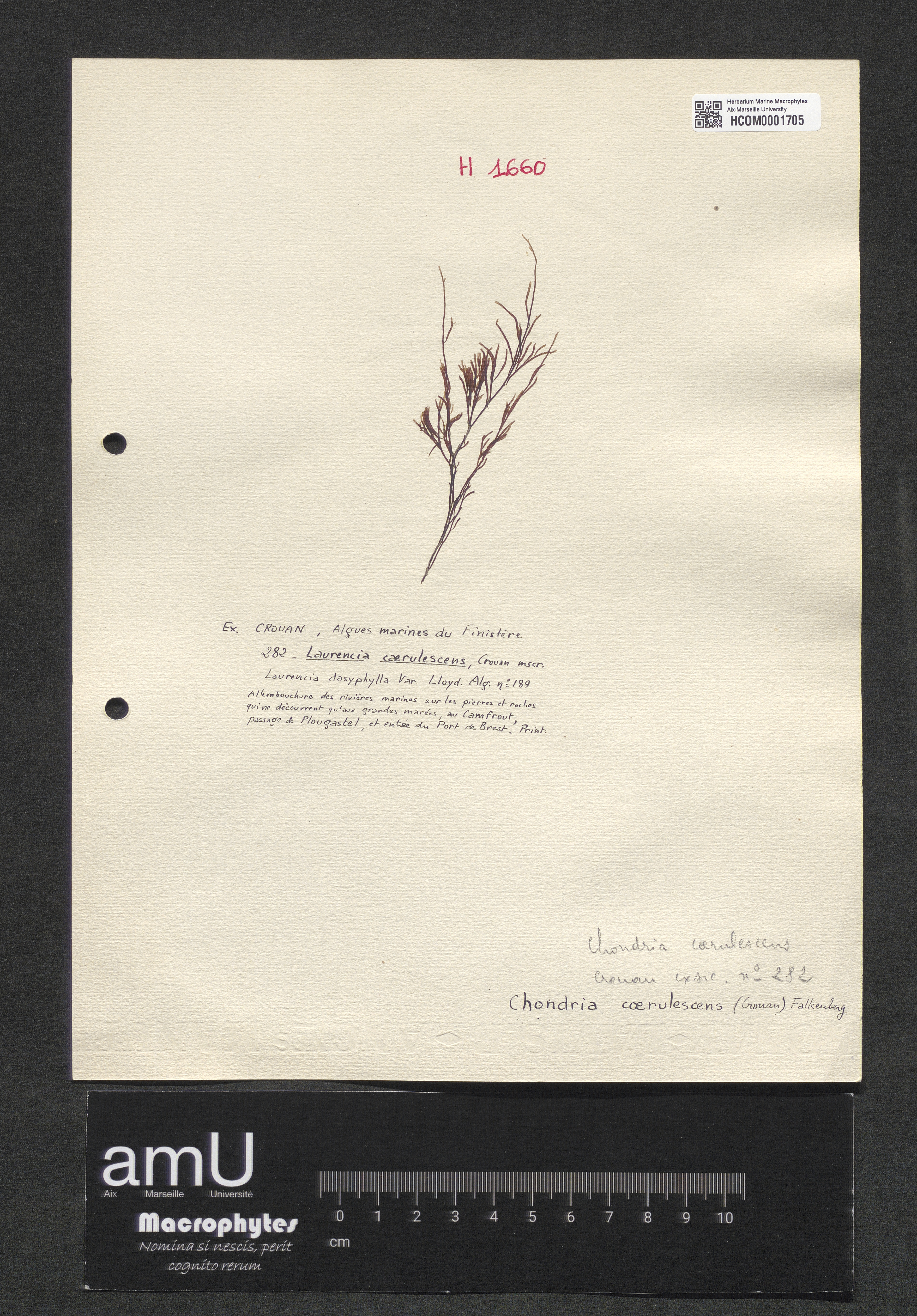 Chondria coerulescens specimen