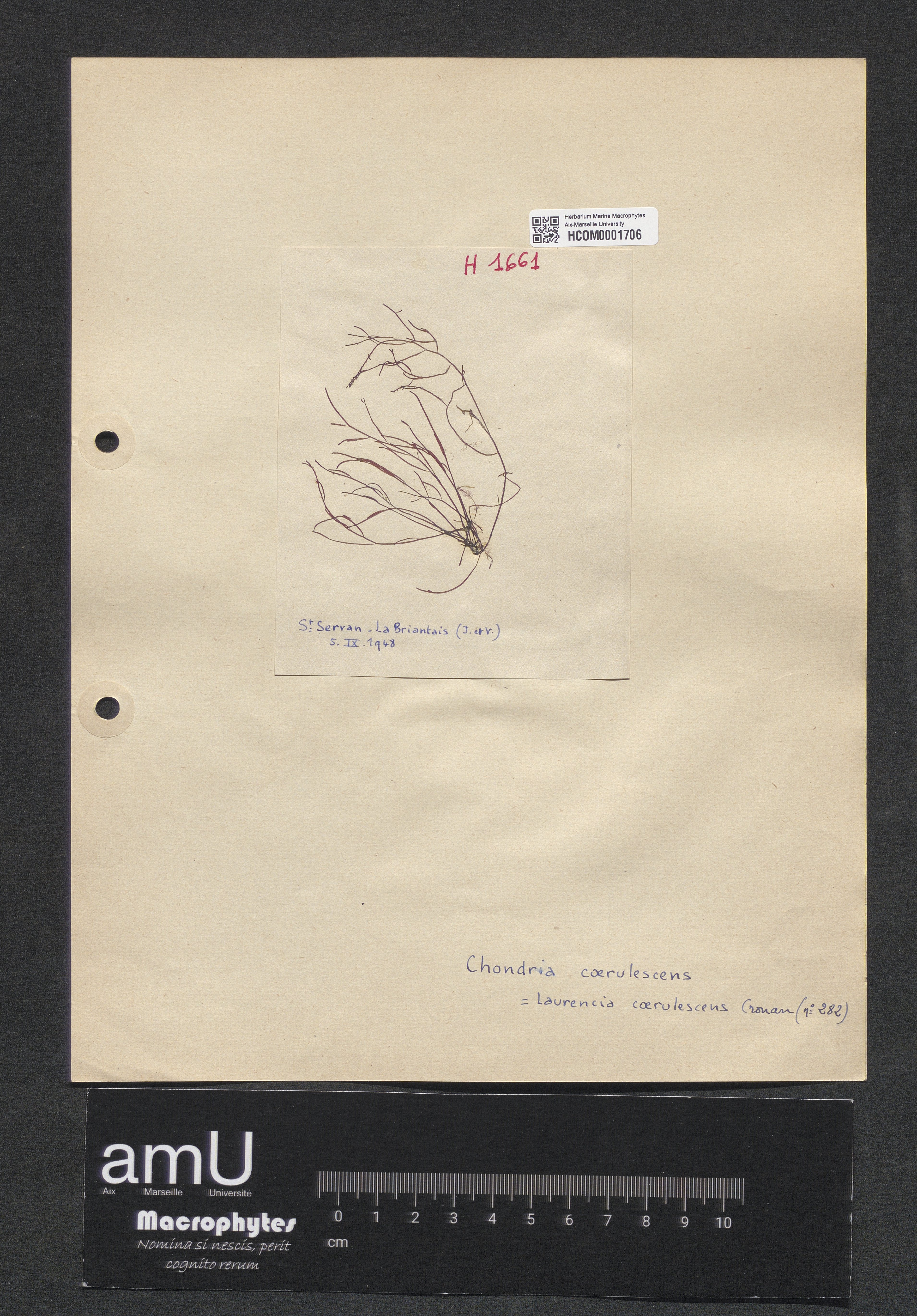 Chondria coerulescens specimen