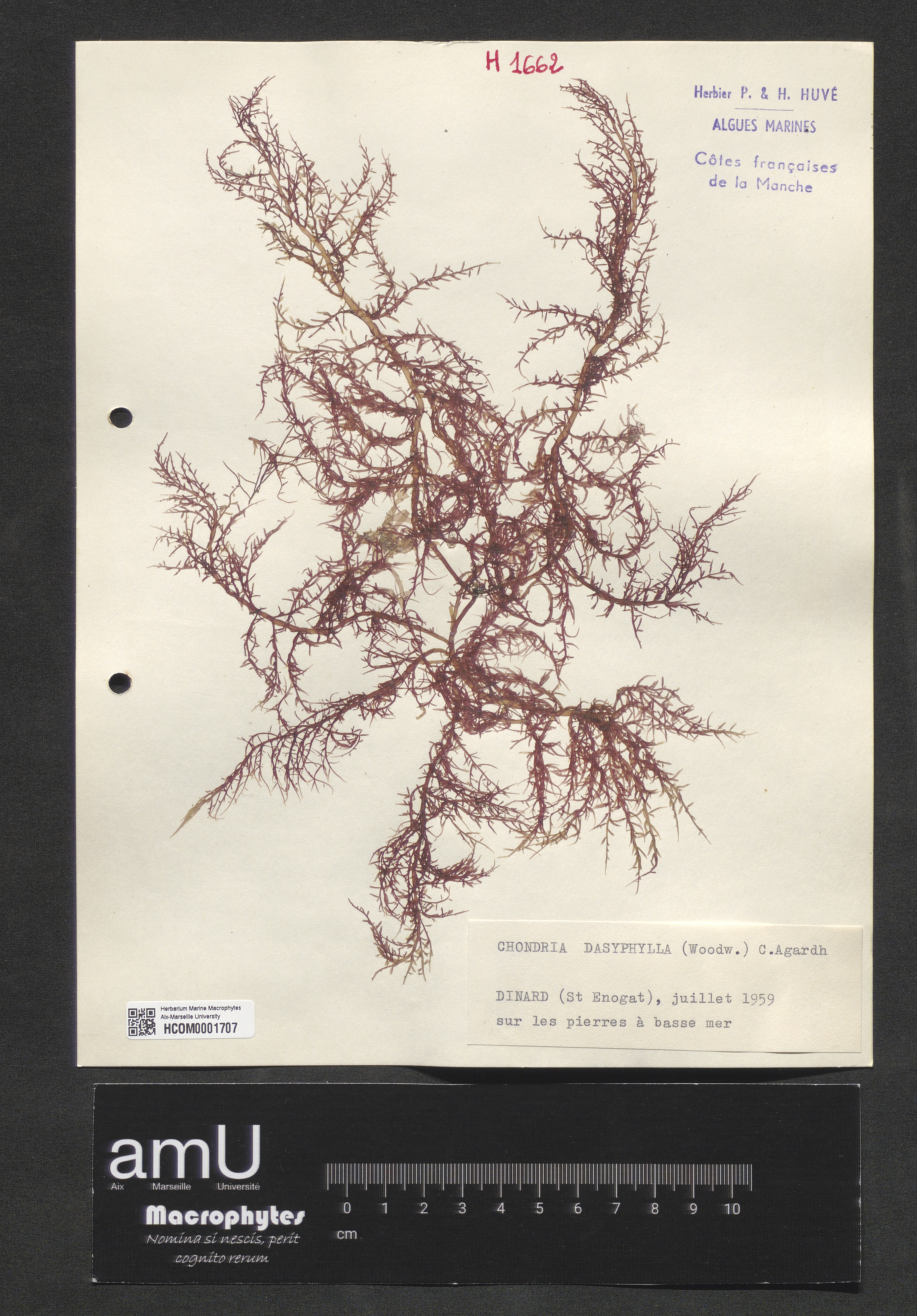 Chondria dasyphylla specimen