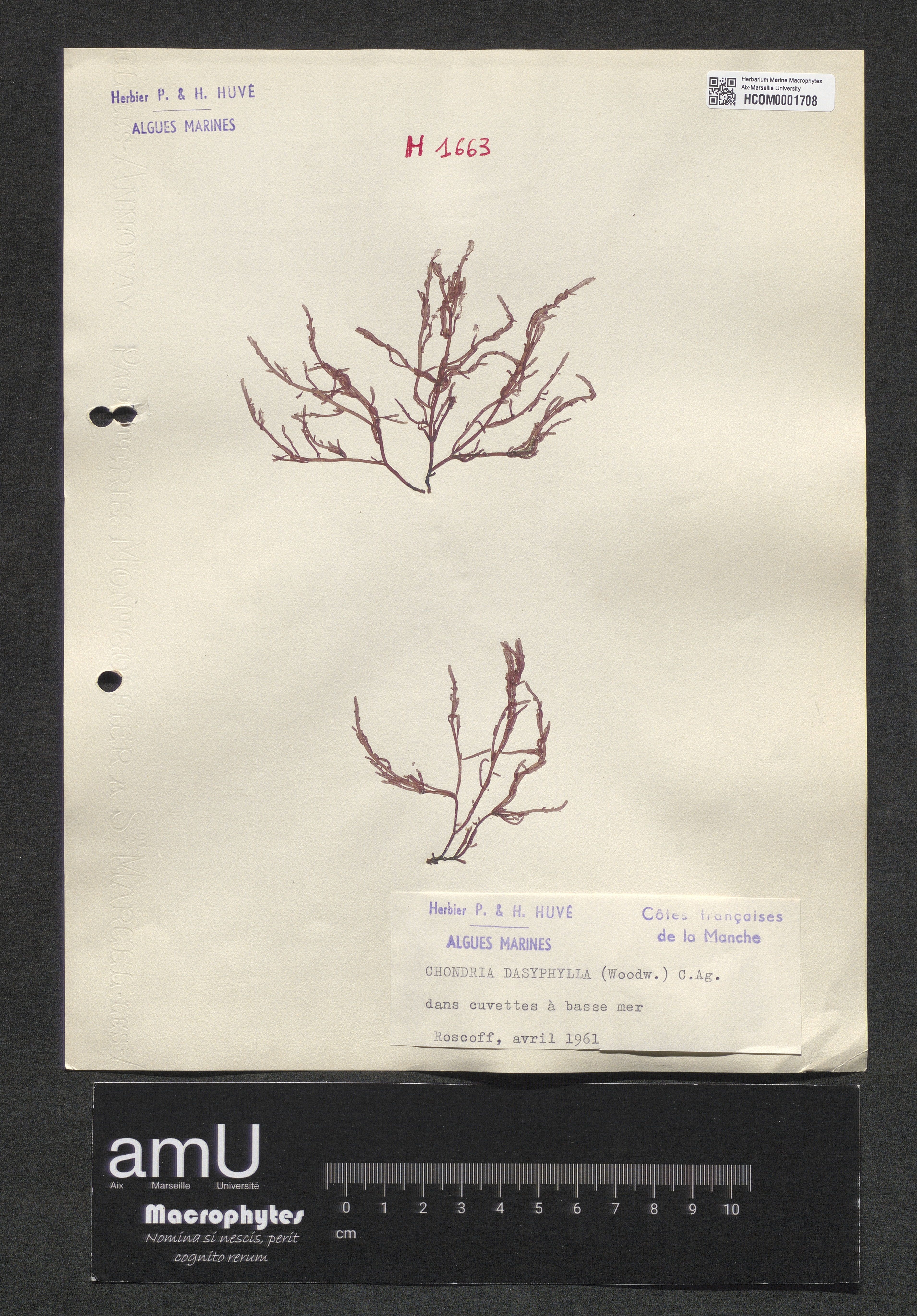 Chondria dasyphylla specimen