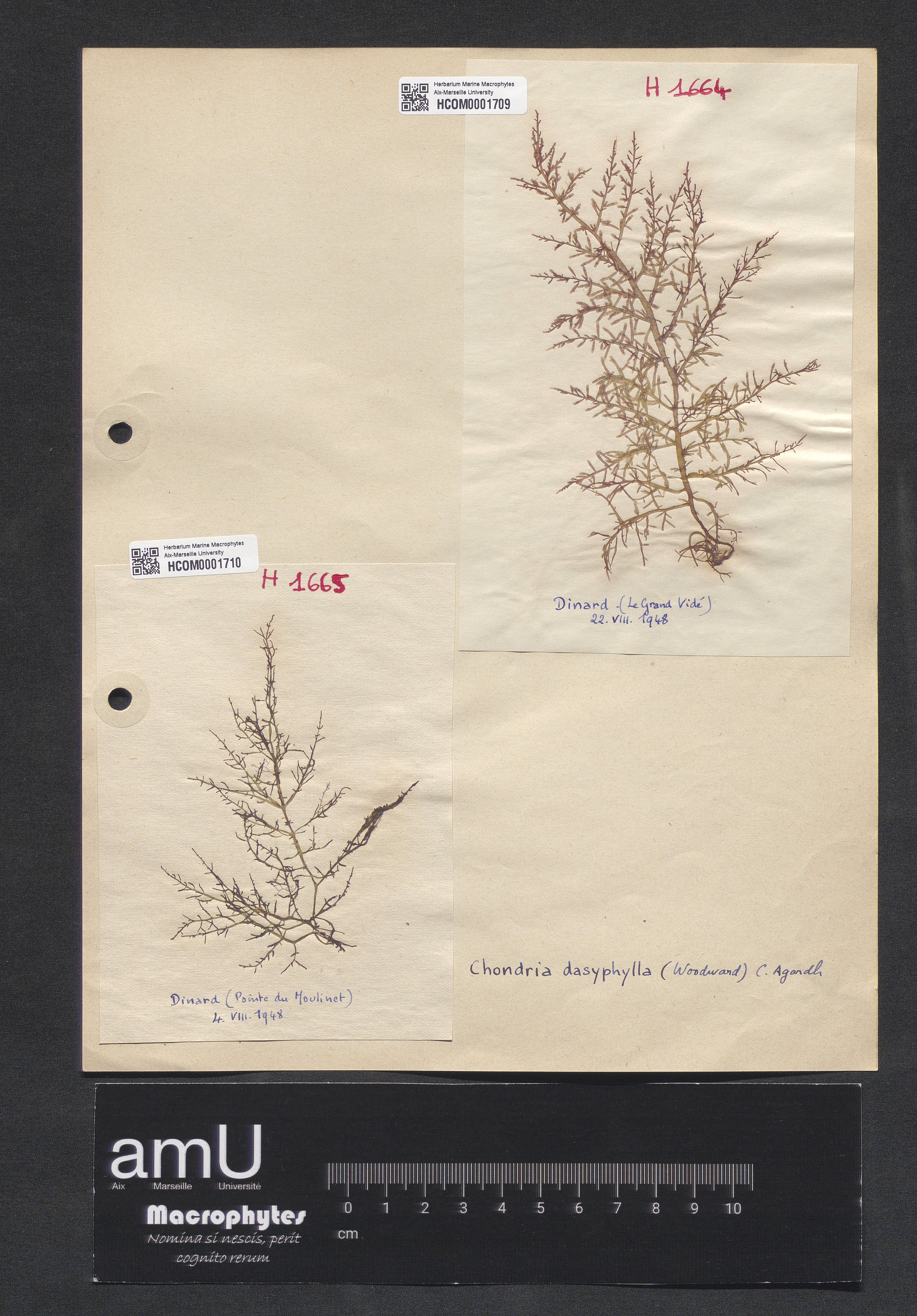 Chondria dasyphylla specimen