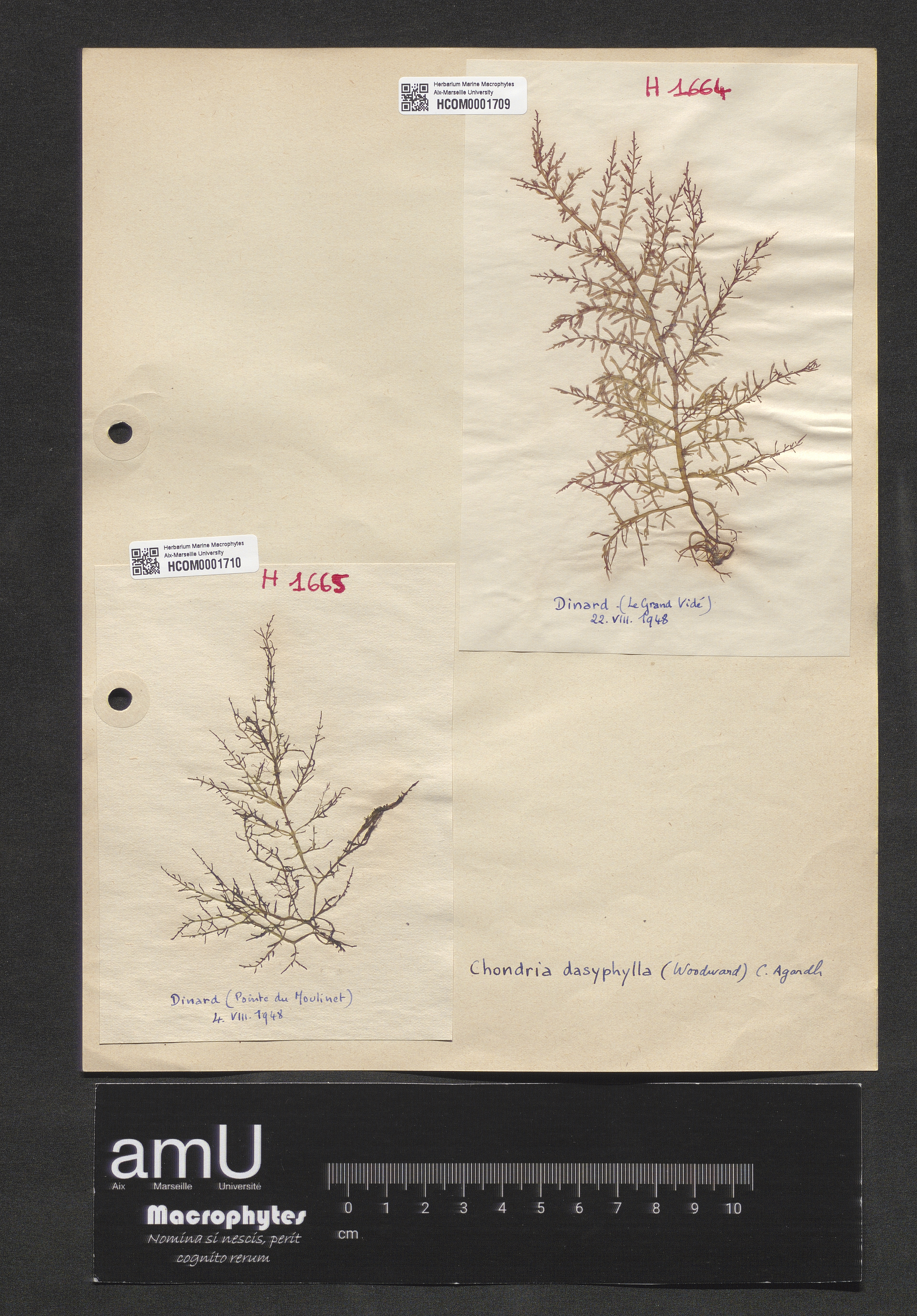 Chondria dasyphylla specimen