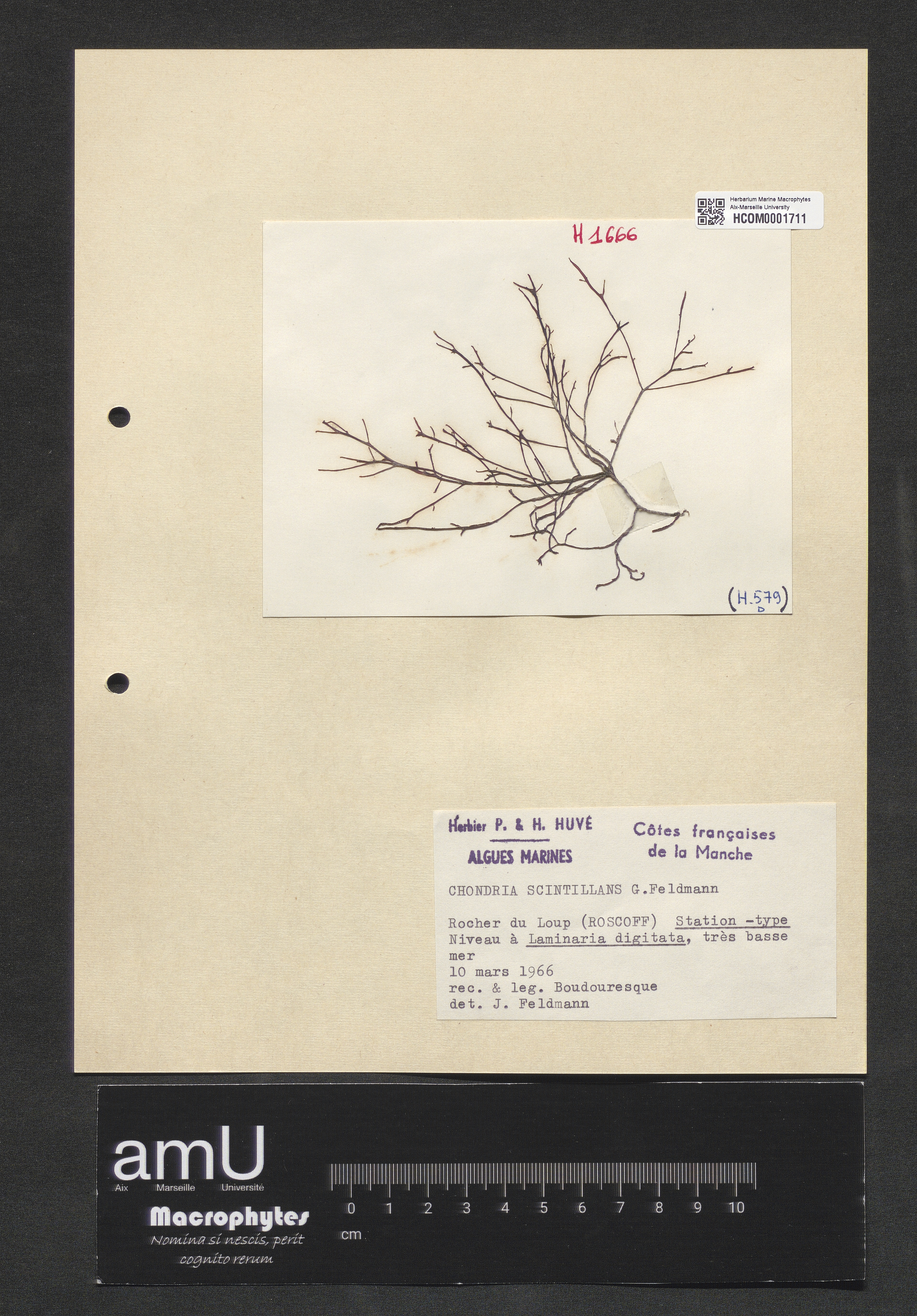 Chondria scintillans specimen
