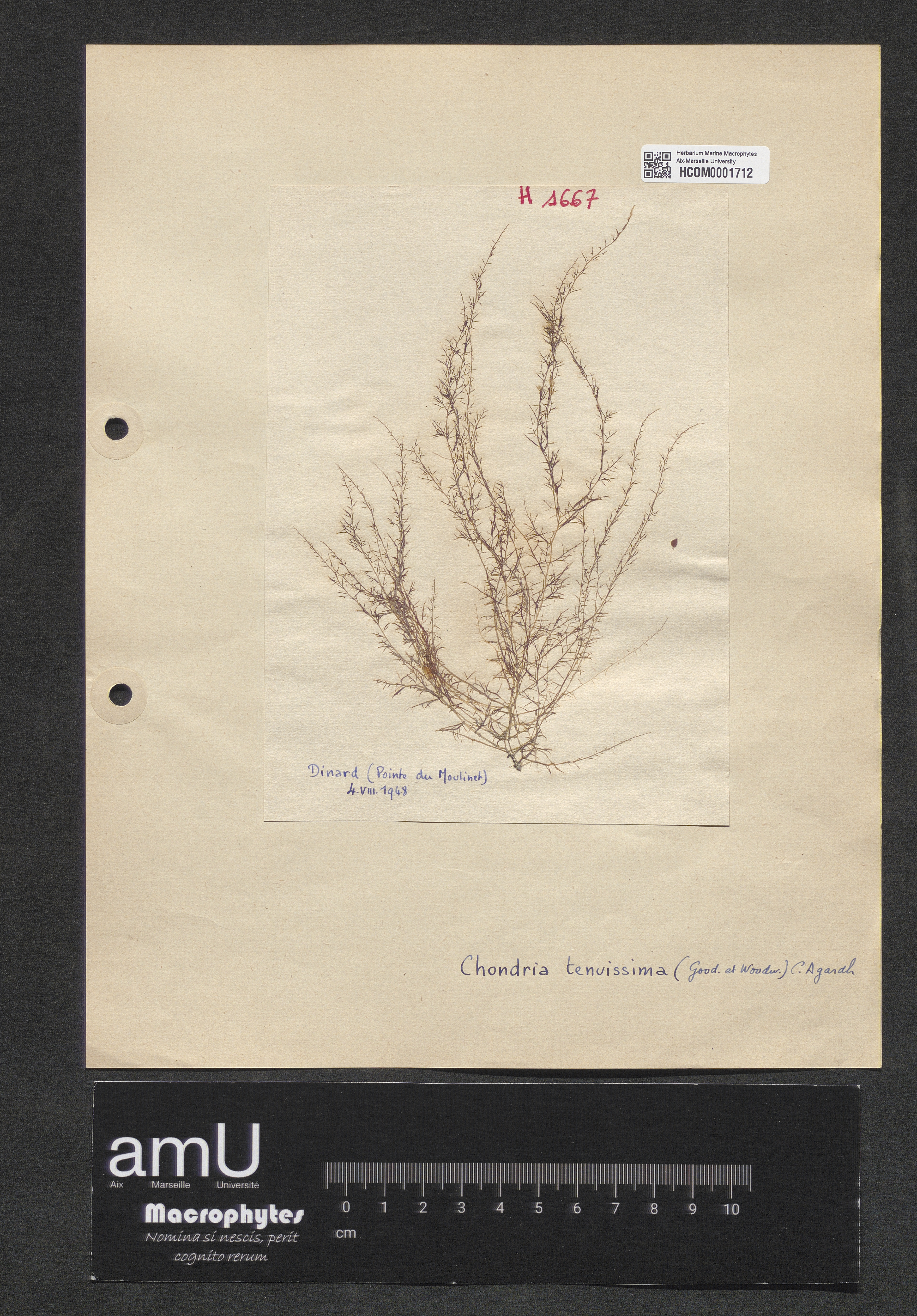 Chondria tenuissima specimen