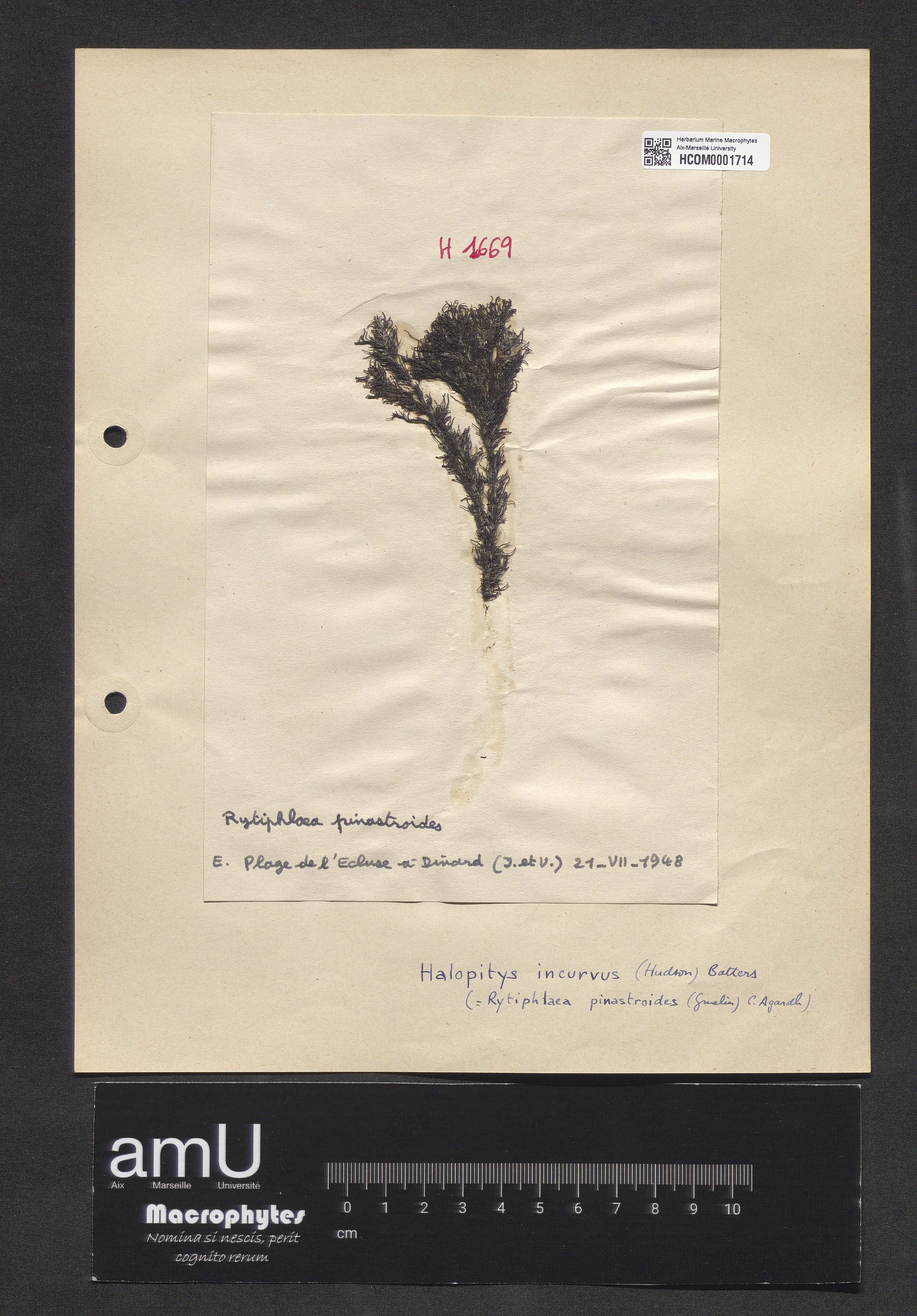 Halopitys incurvus specimen