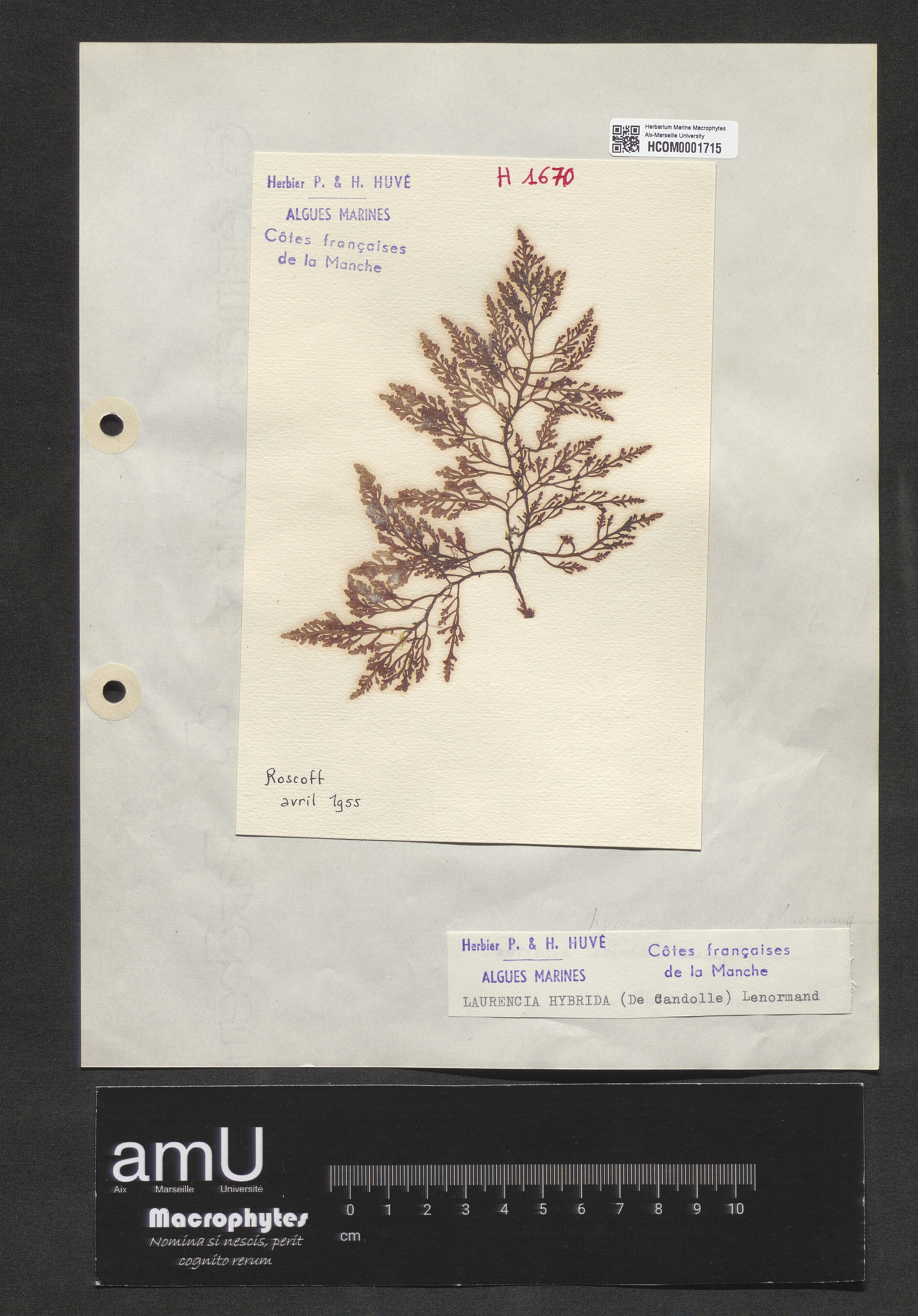 Laurencia hybrida specimen