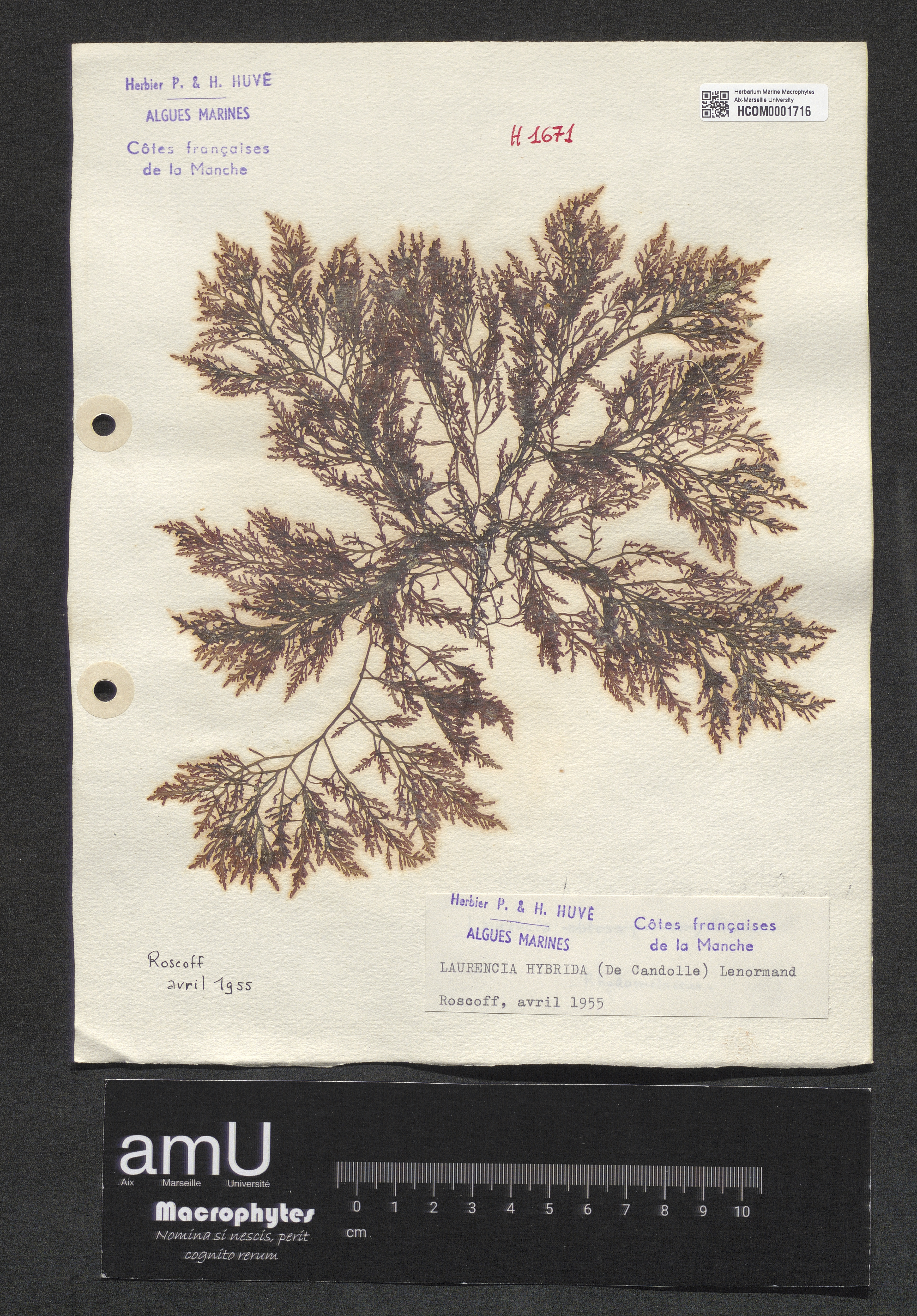 Laurencia hybrida specimen
