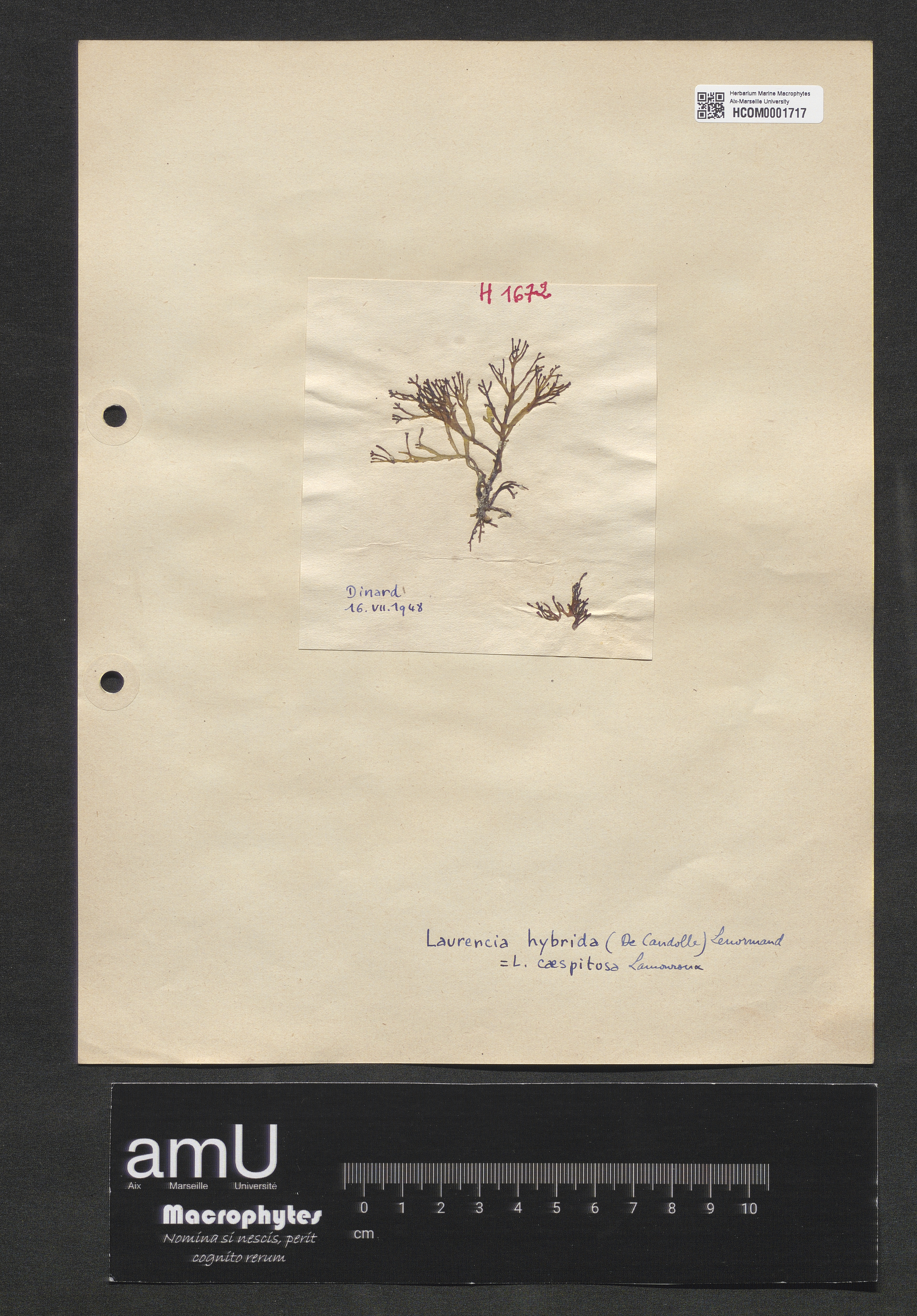 Laurencia hybrida specimen