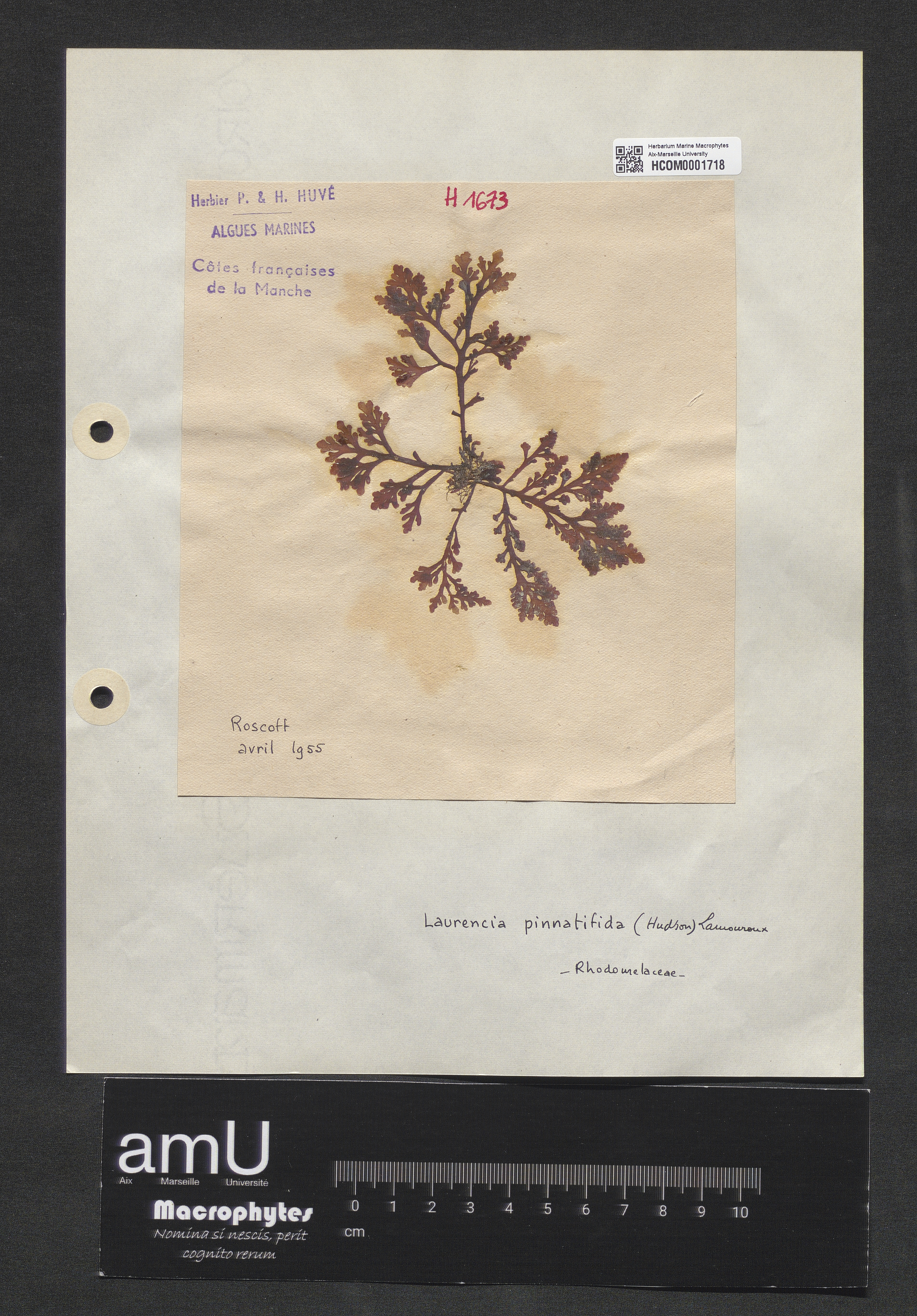 Laurencia pinnatifida specimen