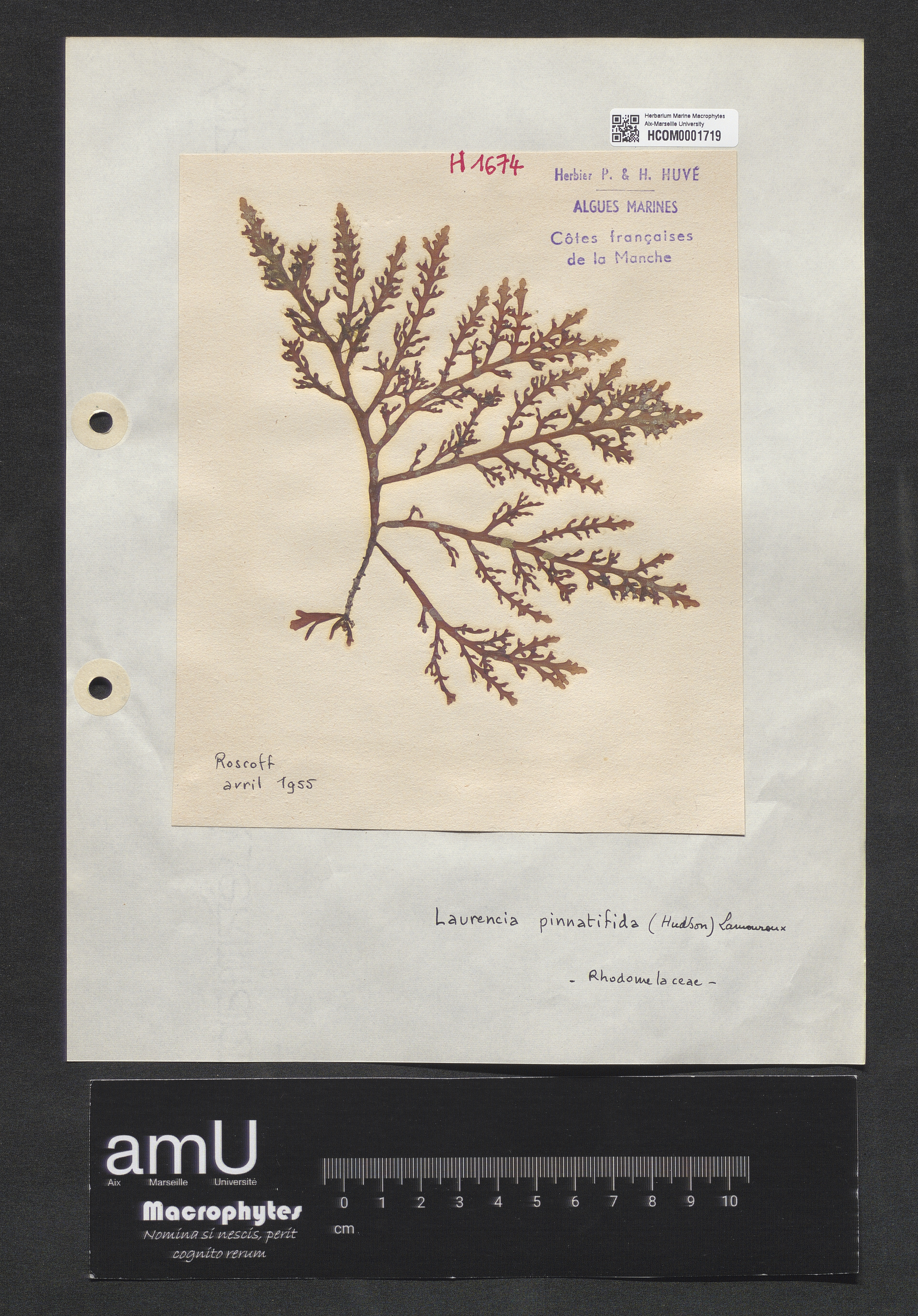 Laurencia pinnatifida specimen