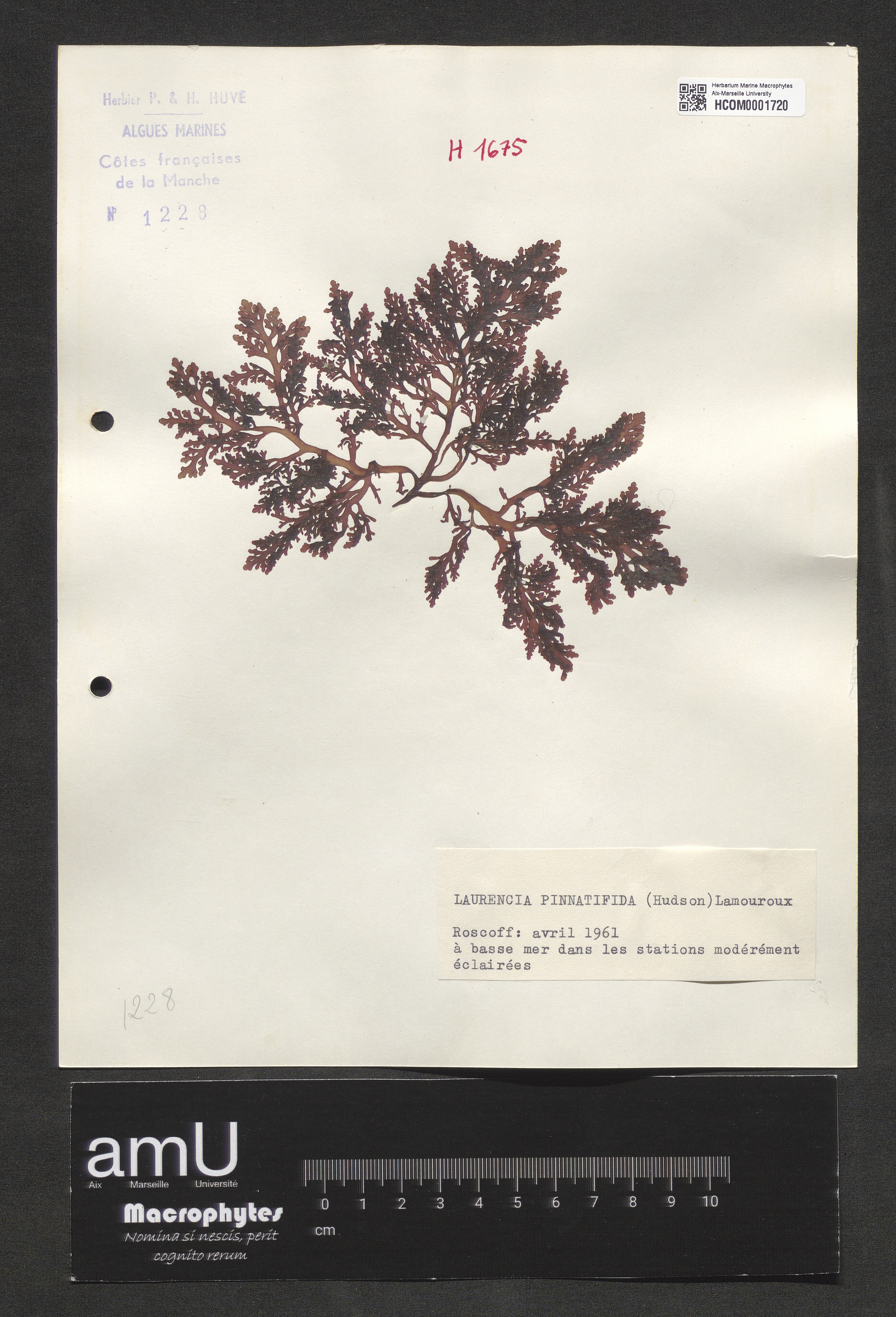 Laurencia pinnatifida specimen