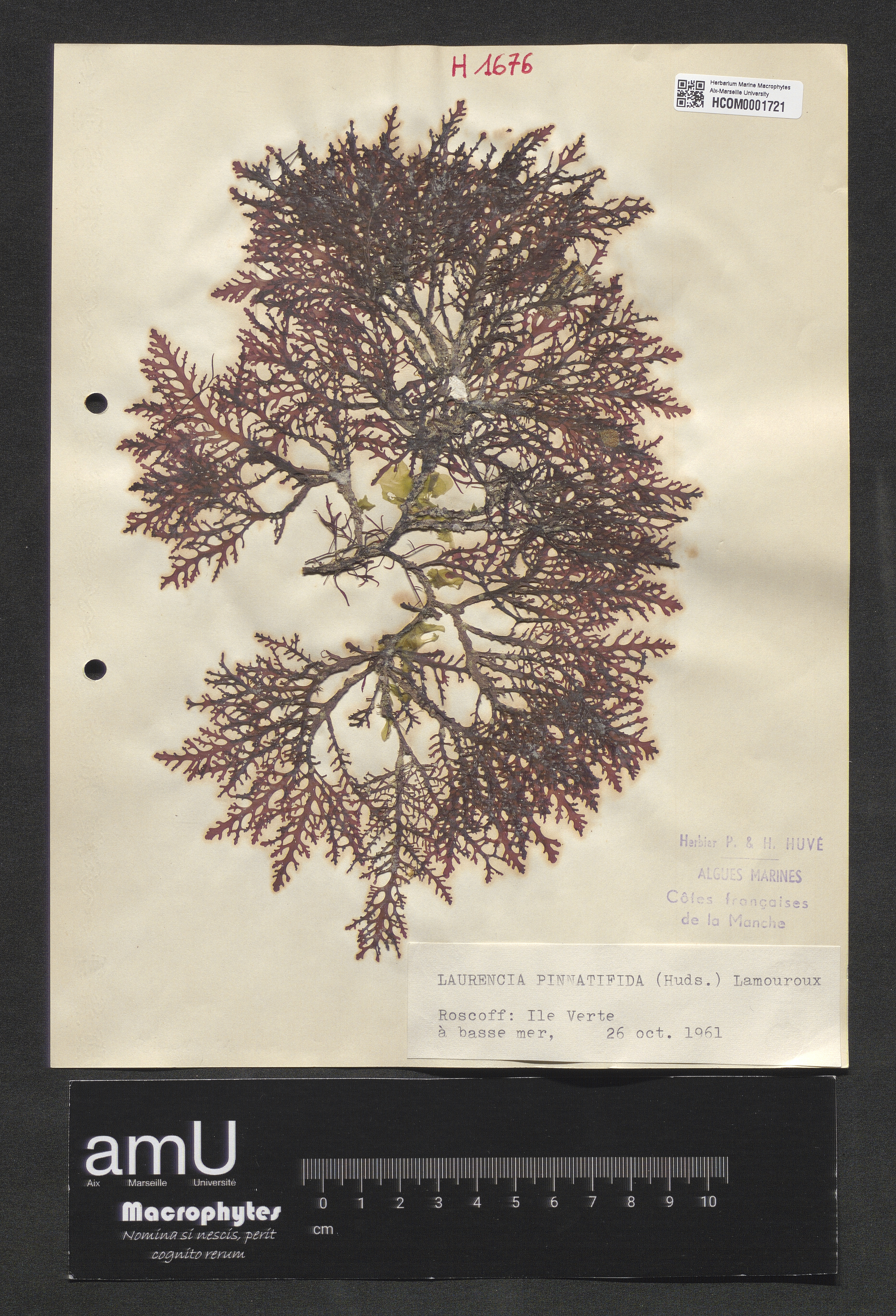 Laurencia pinnatifida specimen