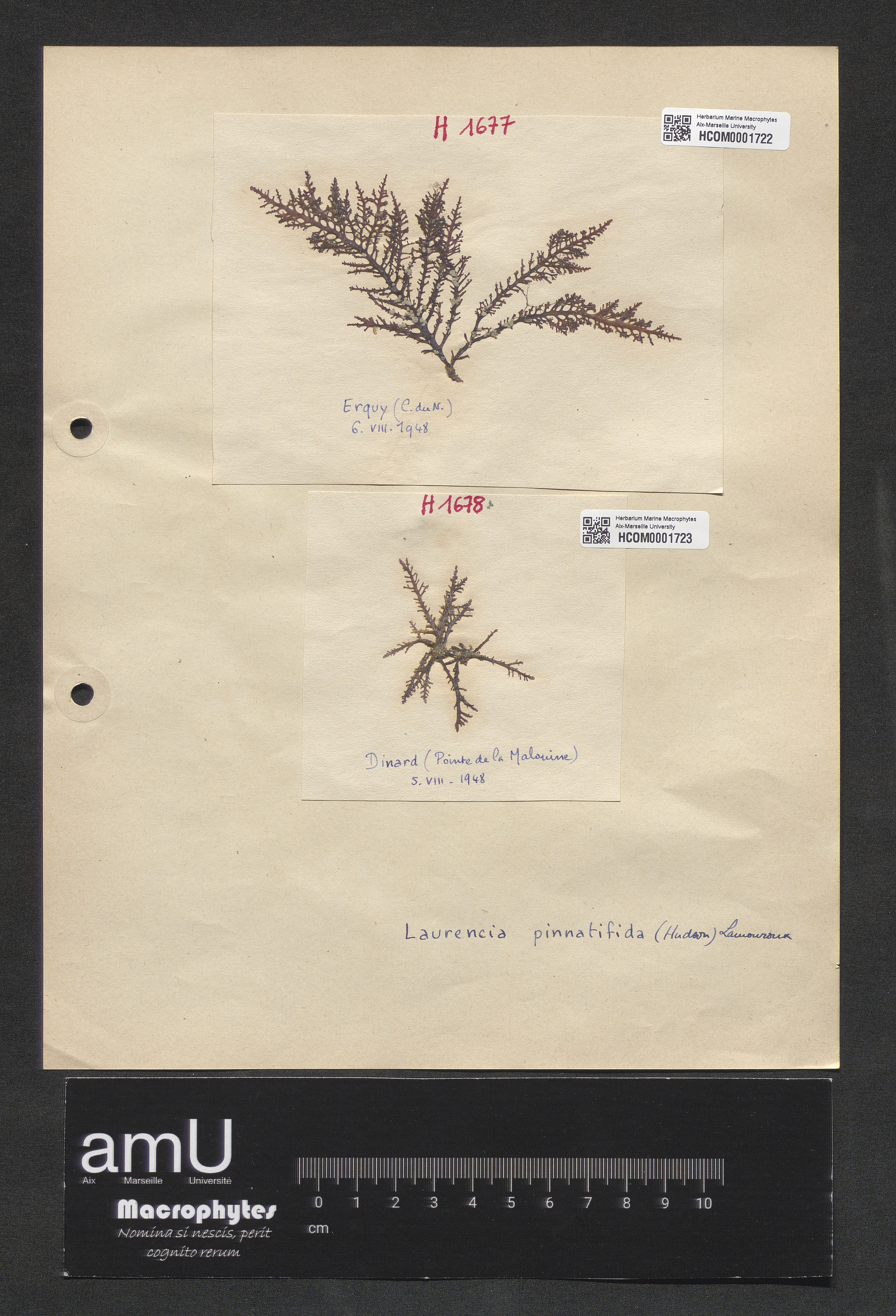 Laurencia pinnatifida specimen