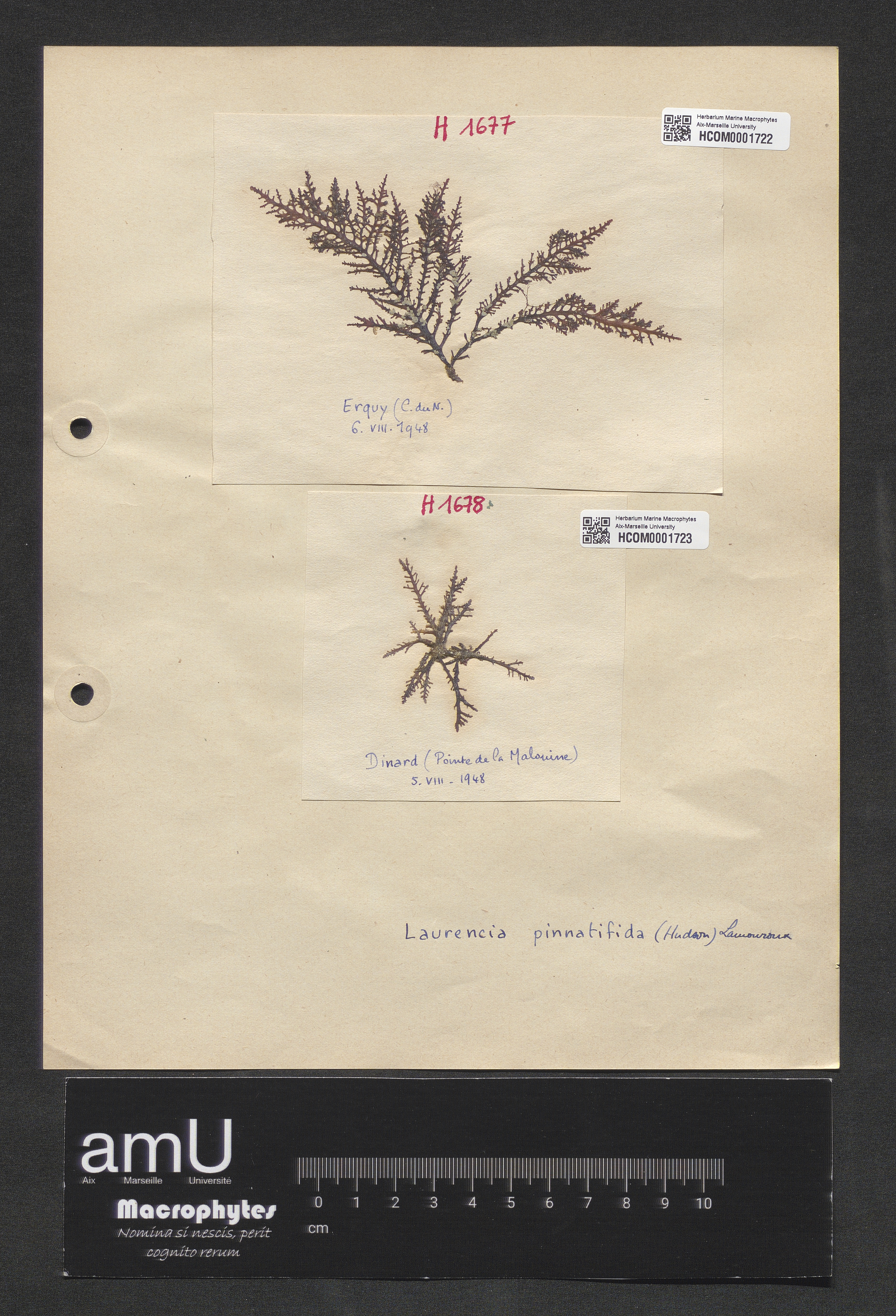 Laurencia pinnatifida specimen