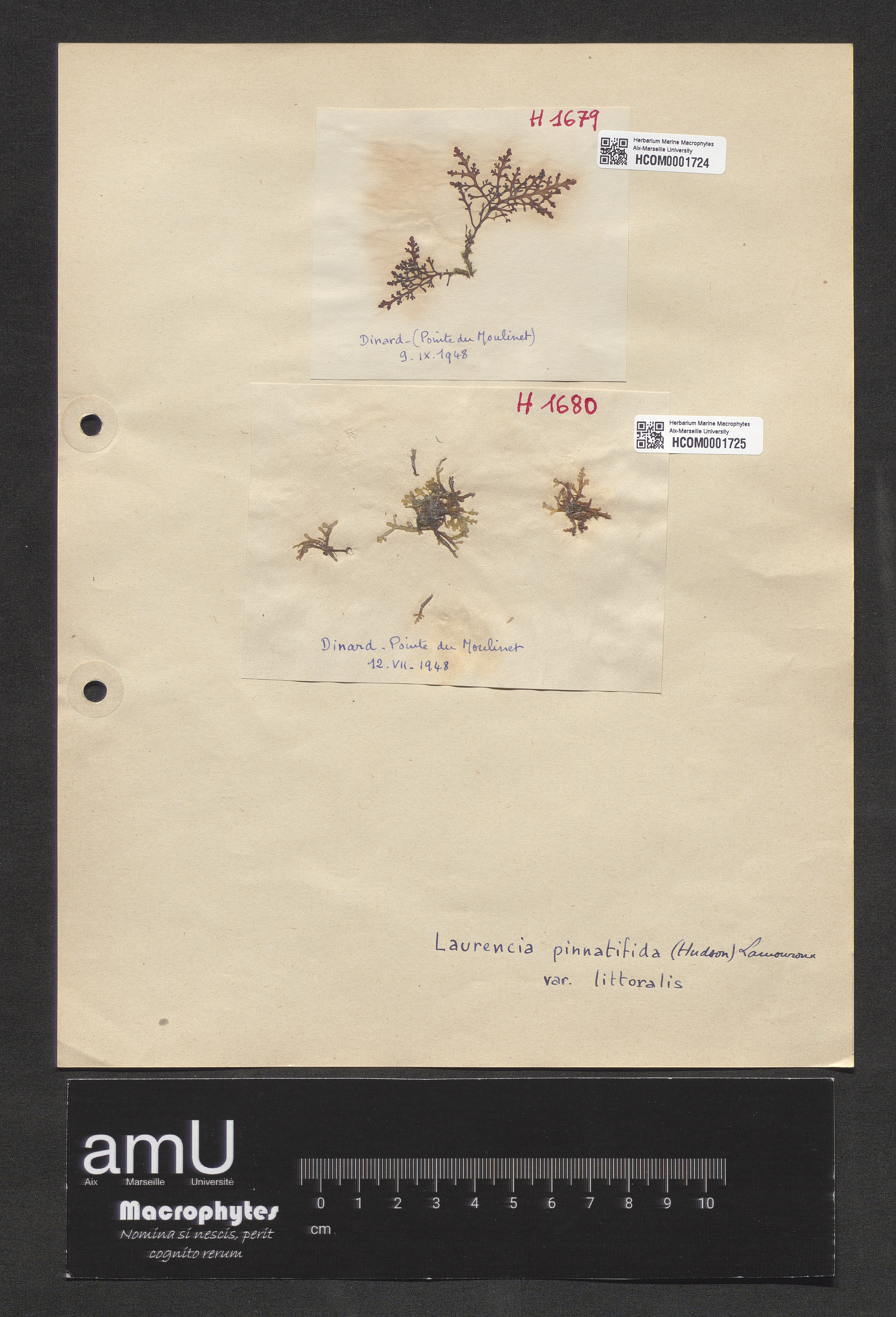 Laurencia pinnatifida var. littoralis specimen